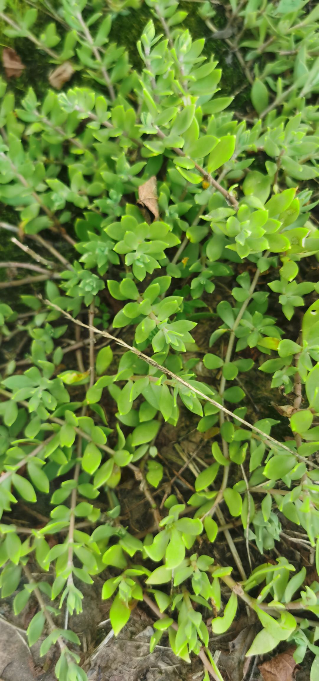 多肉植物垂帘草瓜子草