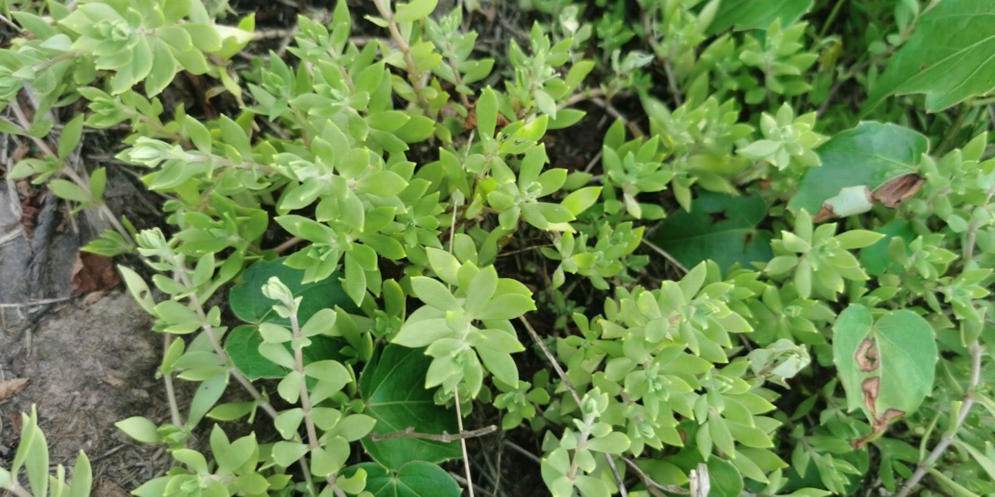 多肉植物垂帘草瓜子草