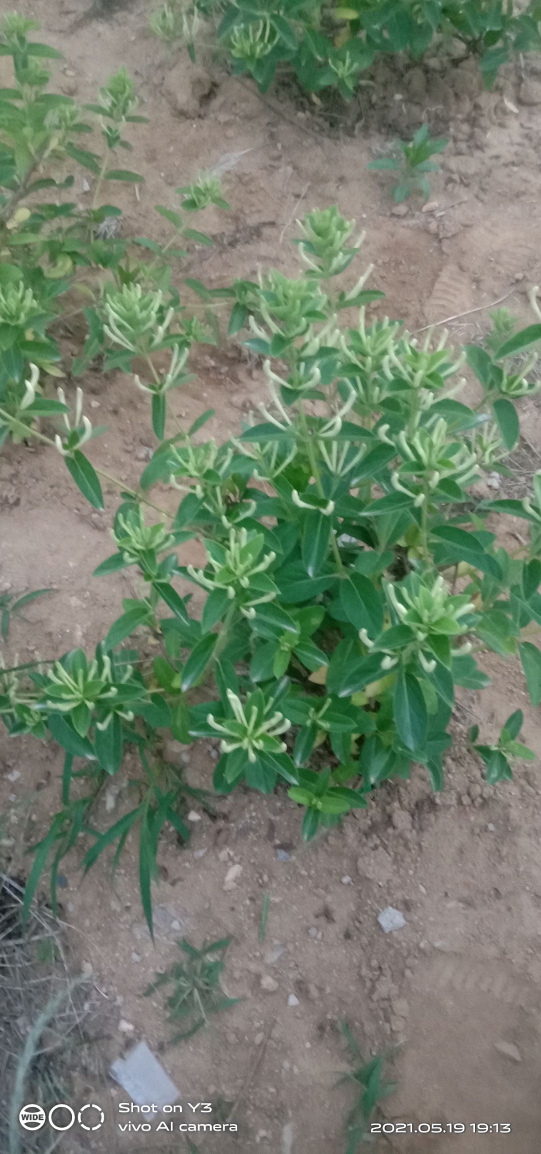 [四季金银花苗批发]四季金银花苗 四季花金银花苗价格