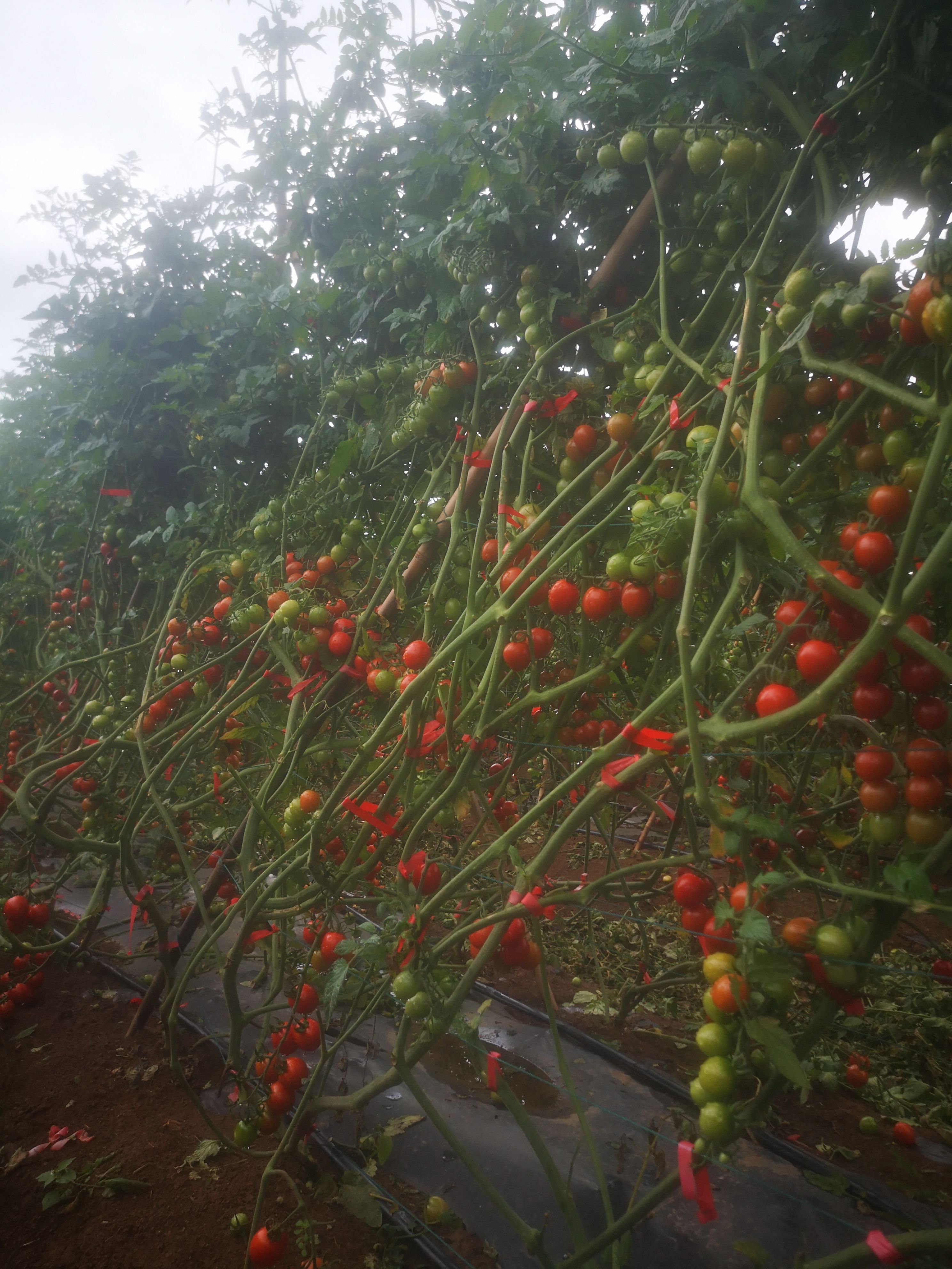 千禧圣女果 海南玲珑千玺小番茄