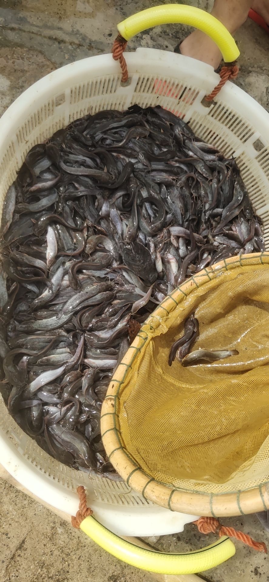 埃及塘鲺鱼苗埃及鱼塘角鱼大量供应靓货成活率高