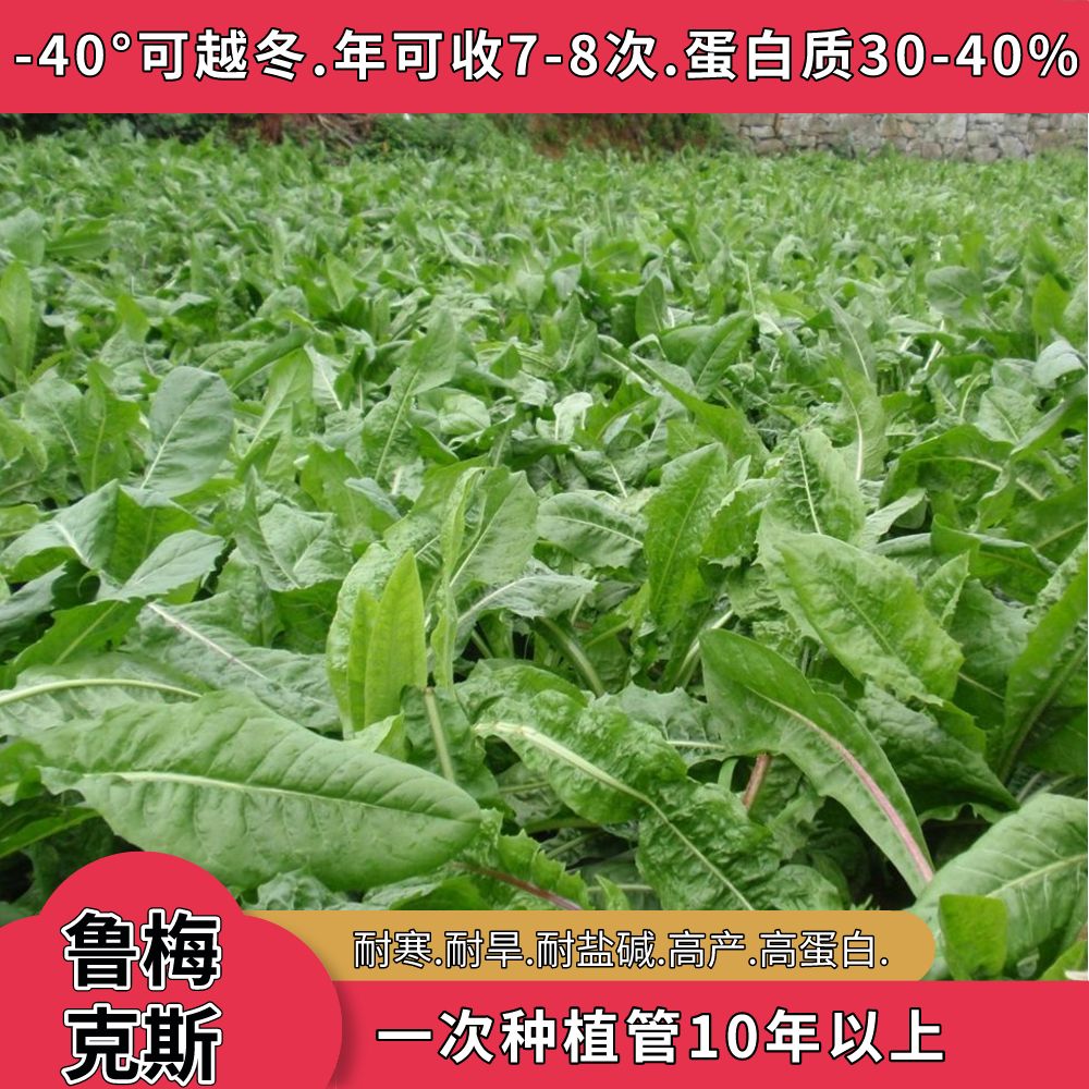 鲁梅克斯种子