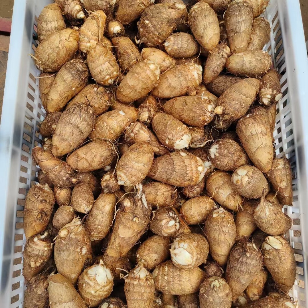 [白芋批发]白芋 山东优质新芋头8520芋头 大中小球