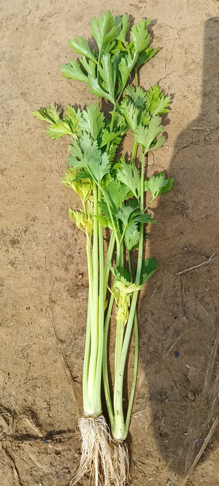 黄心芹 水洗芹菜 黄苗十天后上市