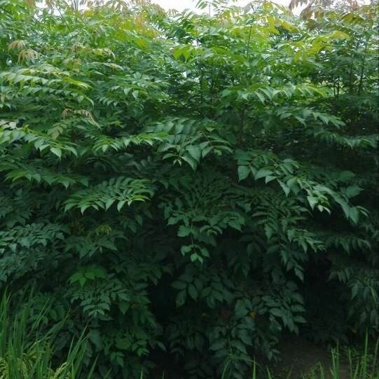 黄山栾树小苗批发江西九江栾树小苗处理农户自产自销一手货源
