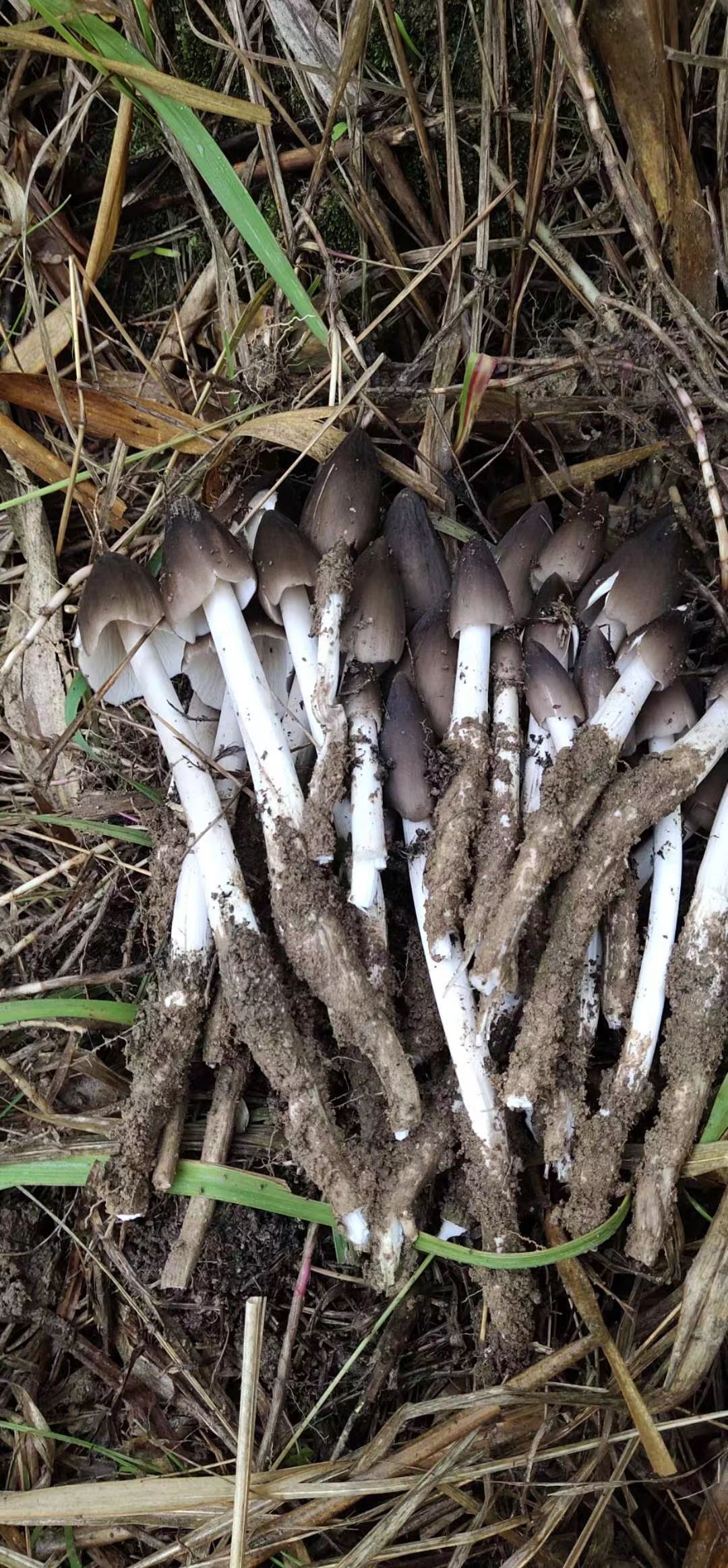 采购商 询价产品 采购量 询价时间 鸡枞菌 鲜鸡枞菌 人工种植 黑皮