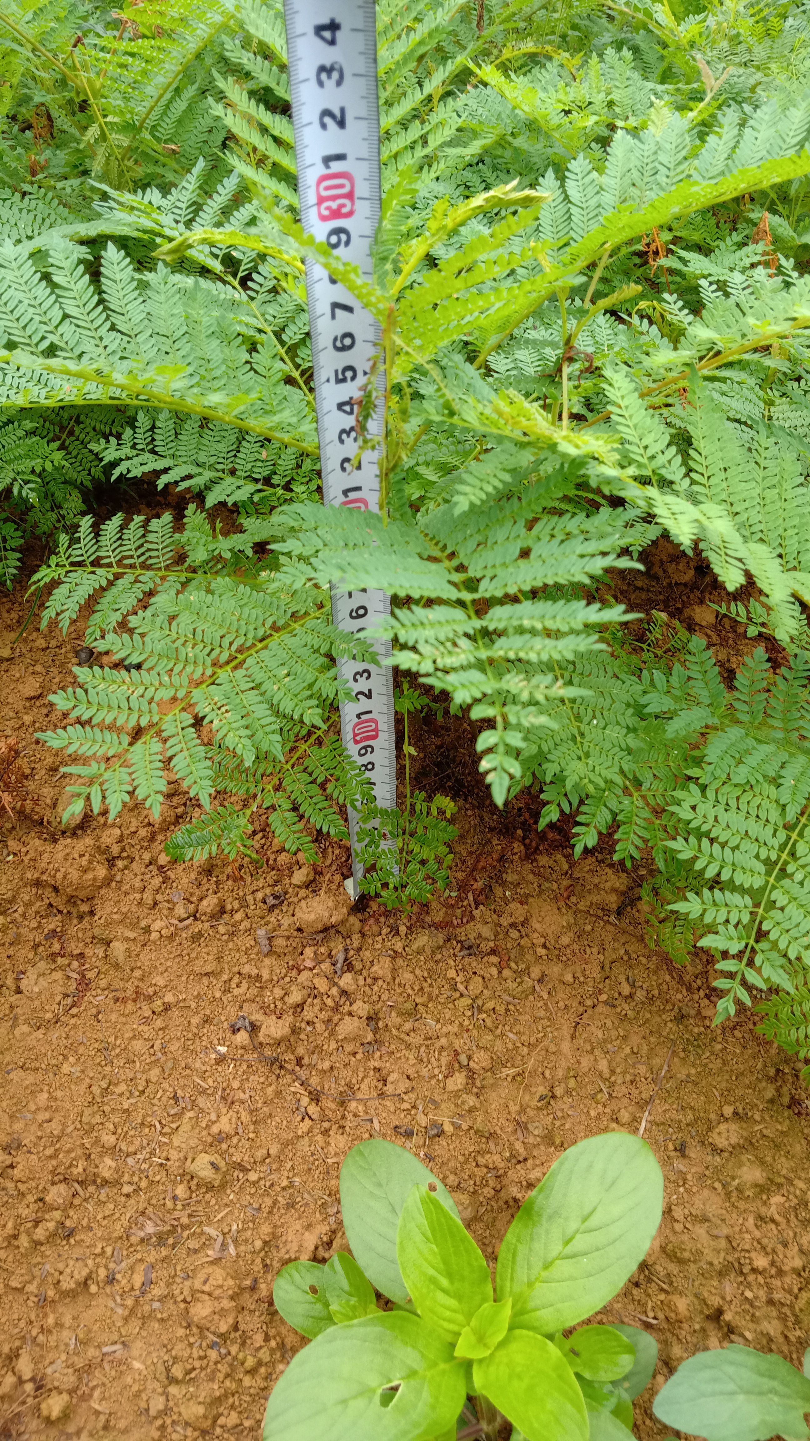 [蓝花楹批发]供应优质蓝花楹小苗价格低价格1元/株 - 惠农网