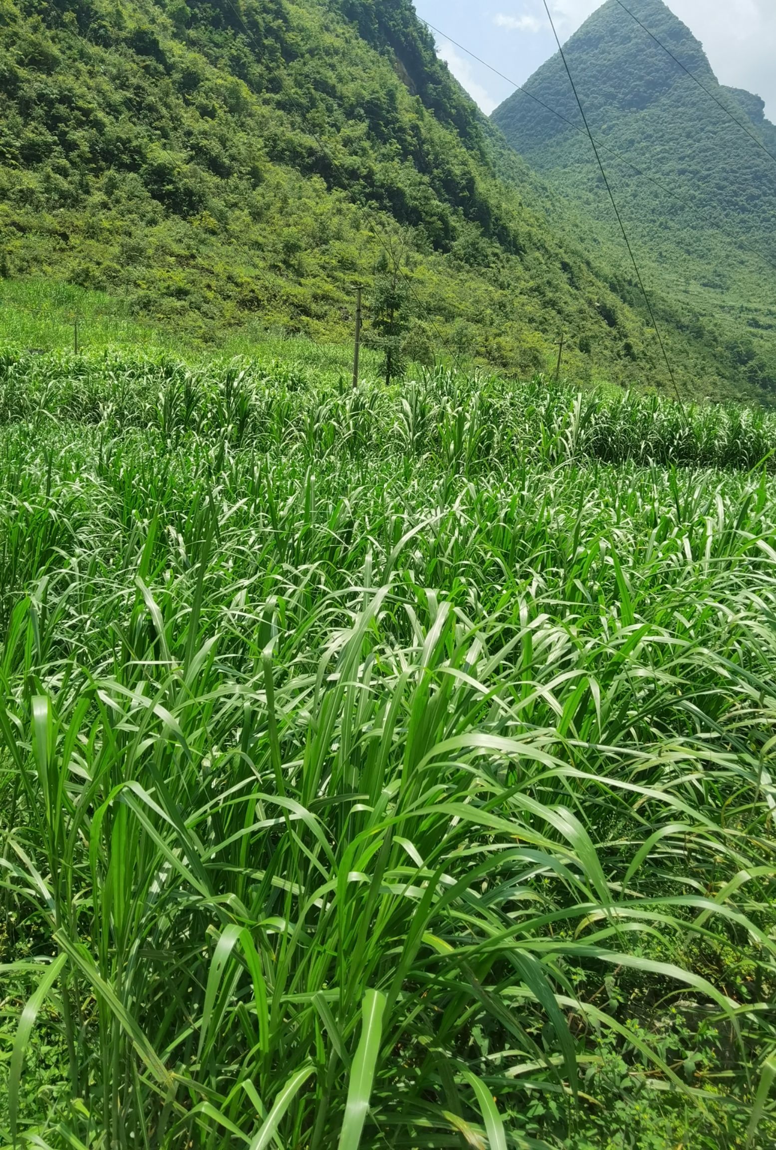 地区广泛栽培的一种新型高蛋白高产牧草,具有适应性强,繁殖快,产量高