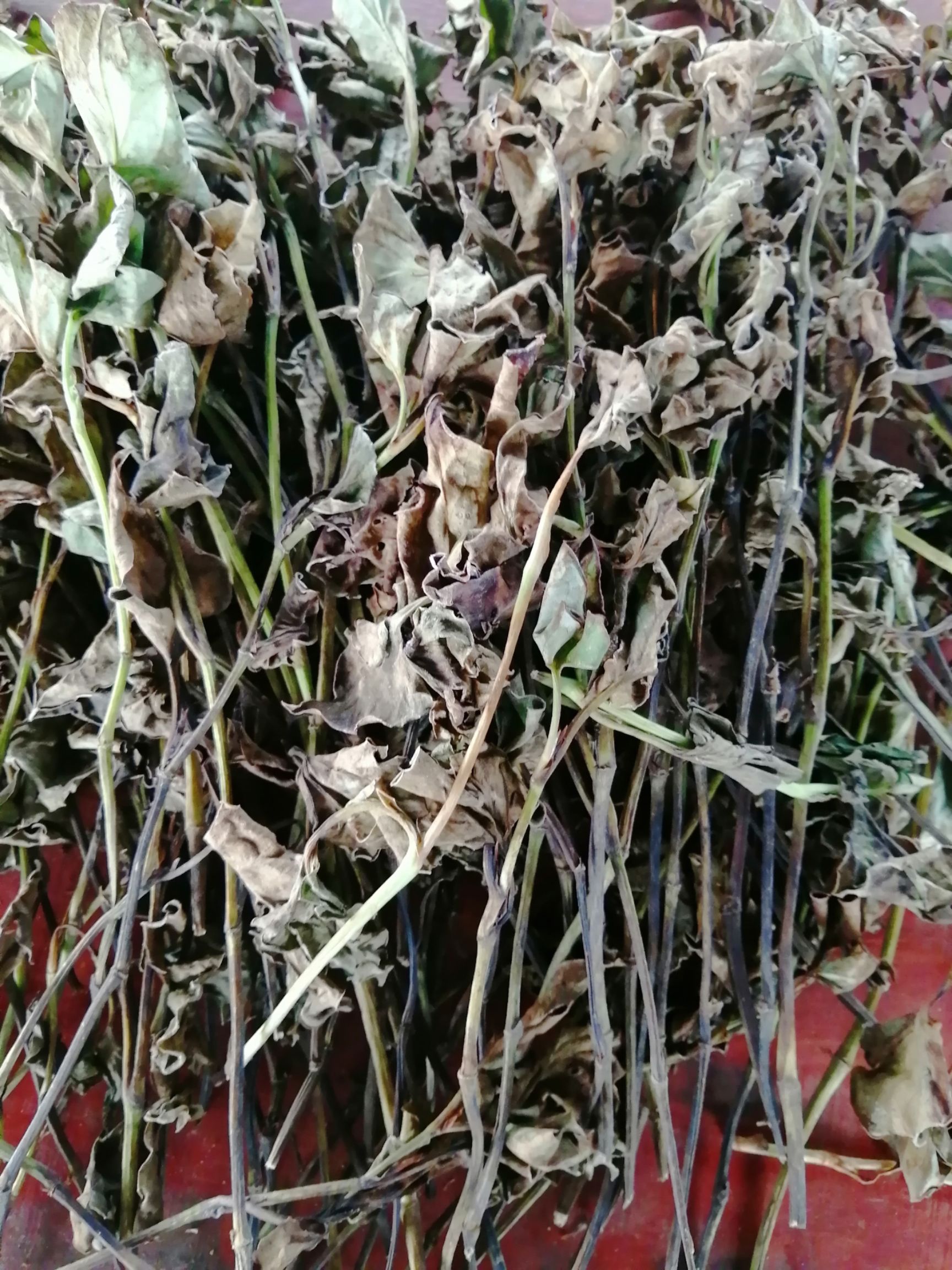 红茎鱼腥草 中药材红杆鱼腥草干,折耳根干,山地生.