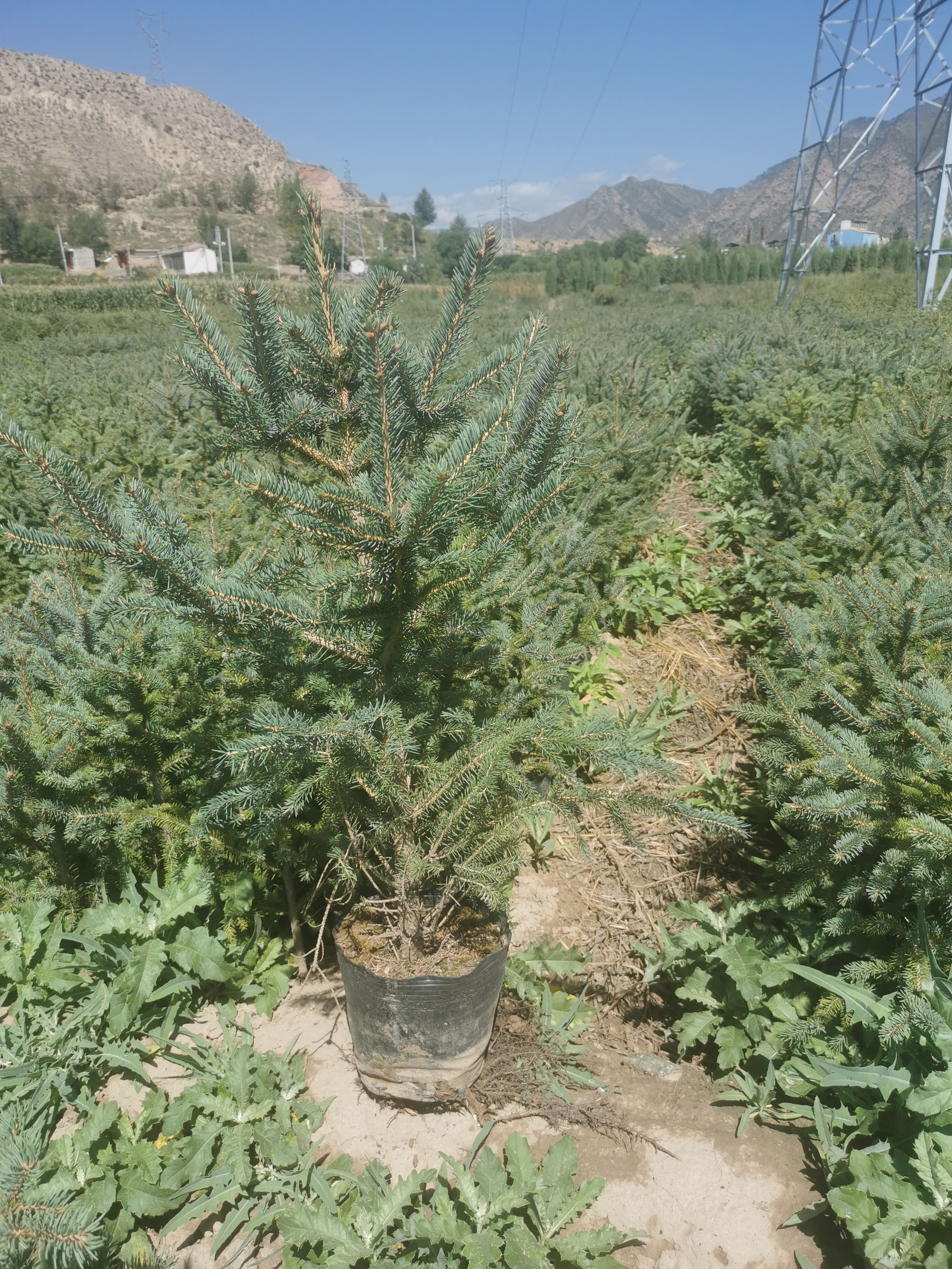 甘肃永登县青海云杉,营养杯苗,产地直供,兰州市永登县连城镇