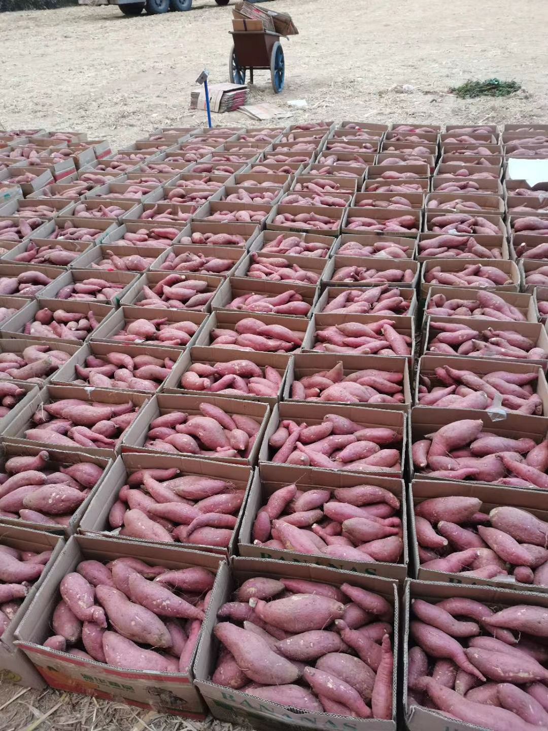 [济薯批发]精品窖存红薯大量供应济薯26紫罗兰支持各种规格各种包装