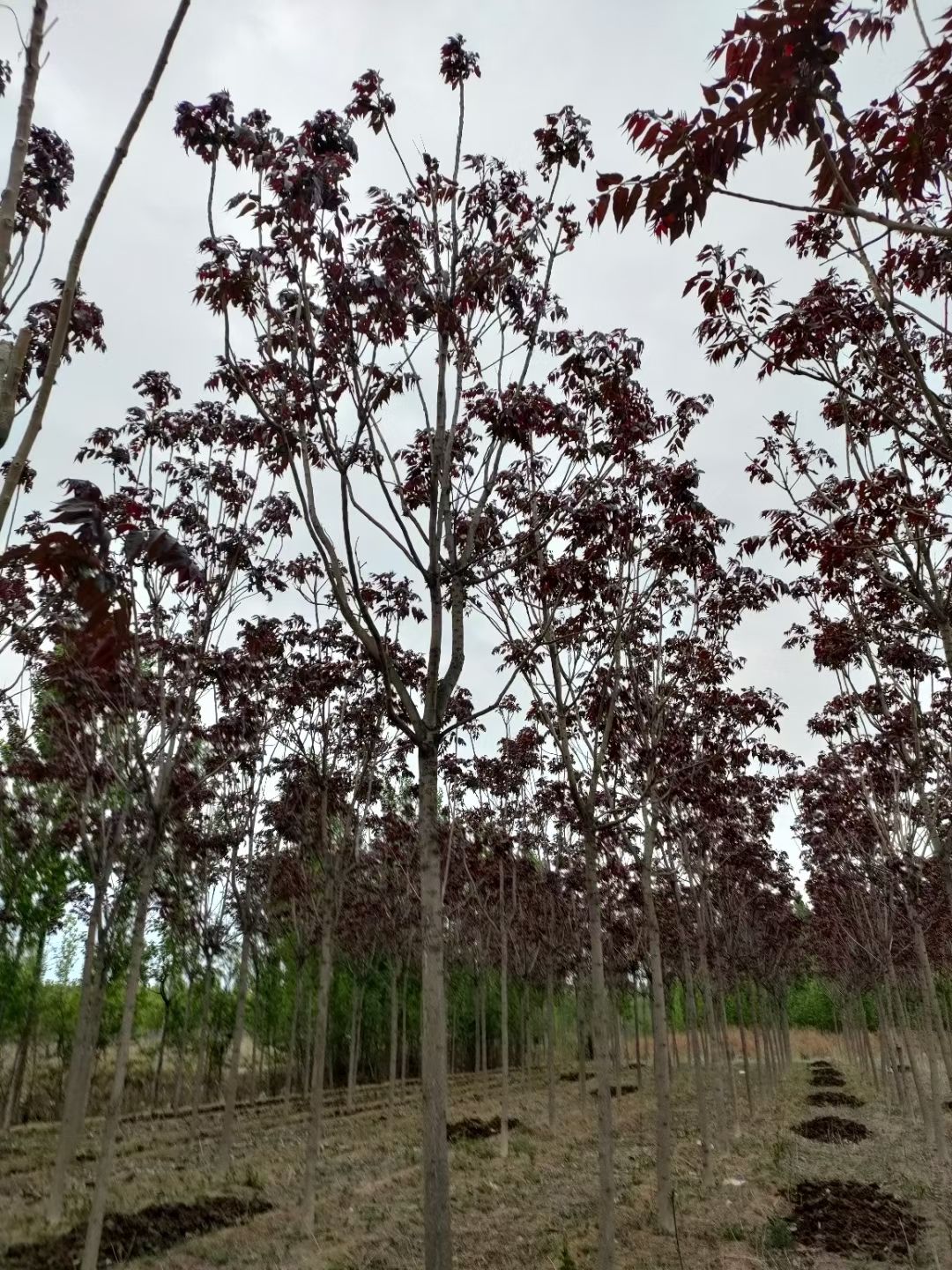 红叶椿基地直销,红叶椿便宜大甩卖!