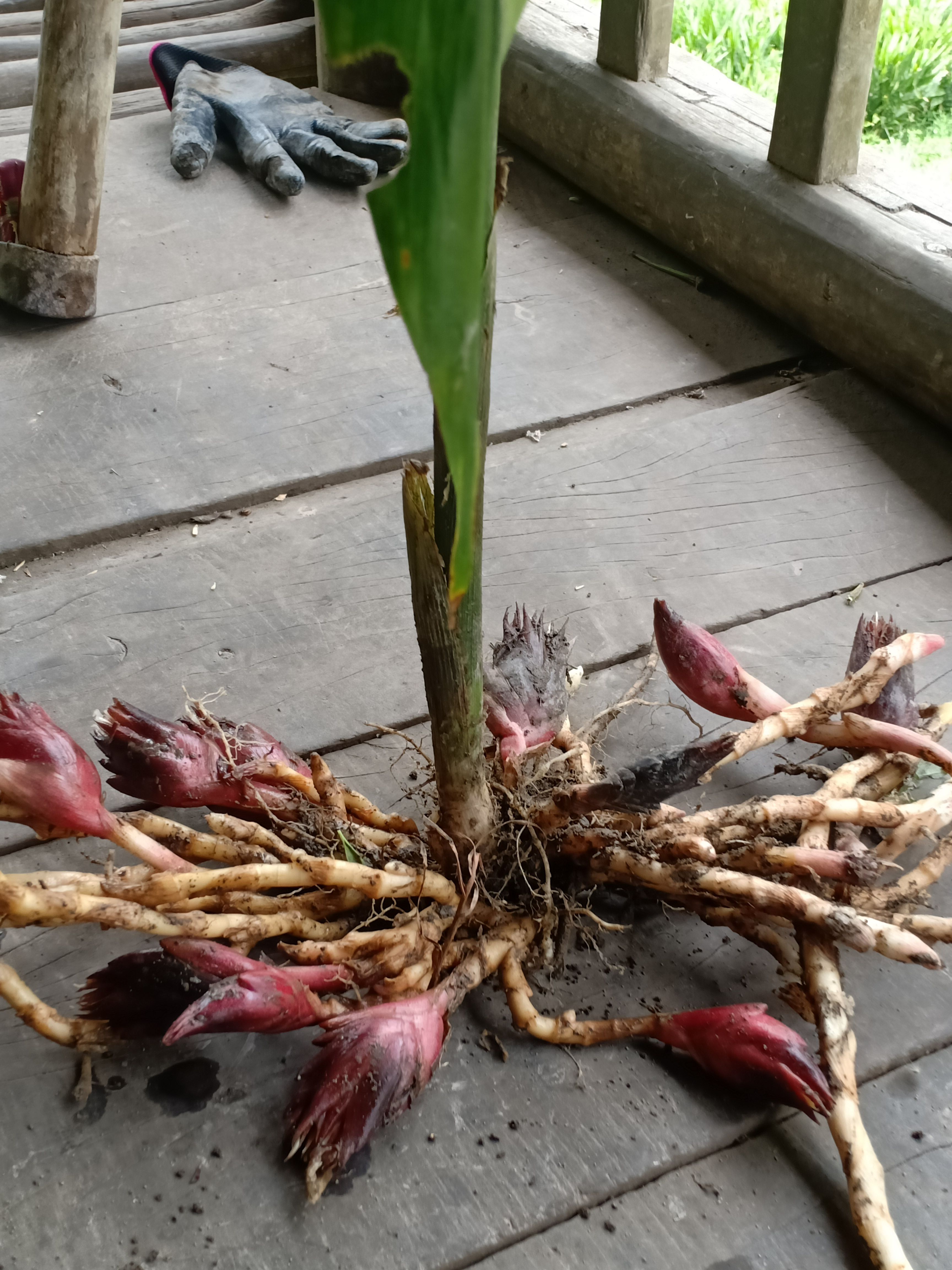 贵州三都水族自治县阳荷种苗,基地一手货源,现挖发货