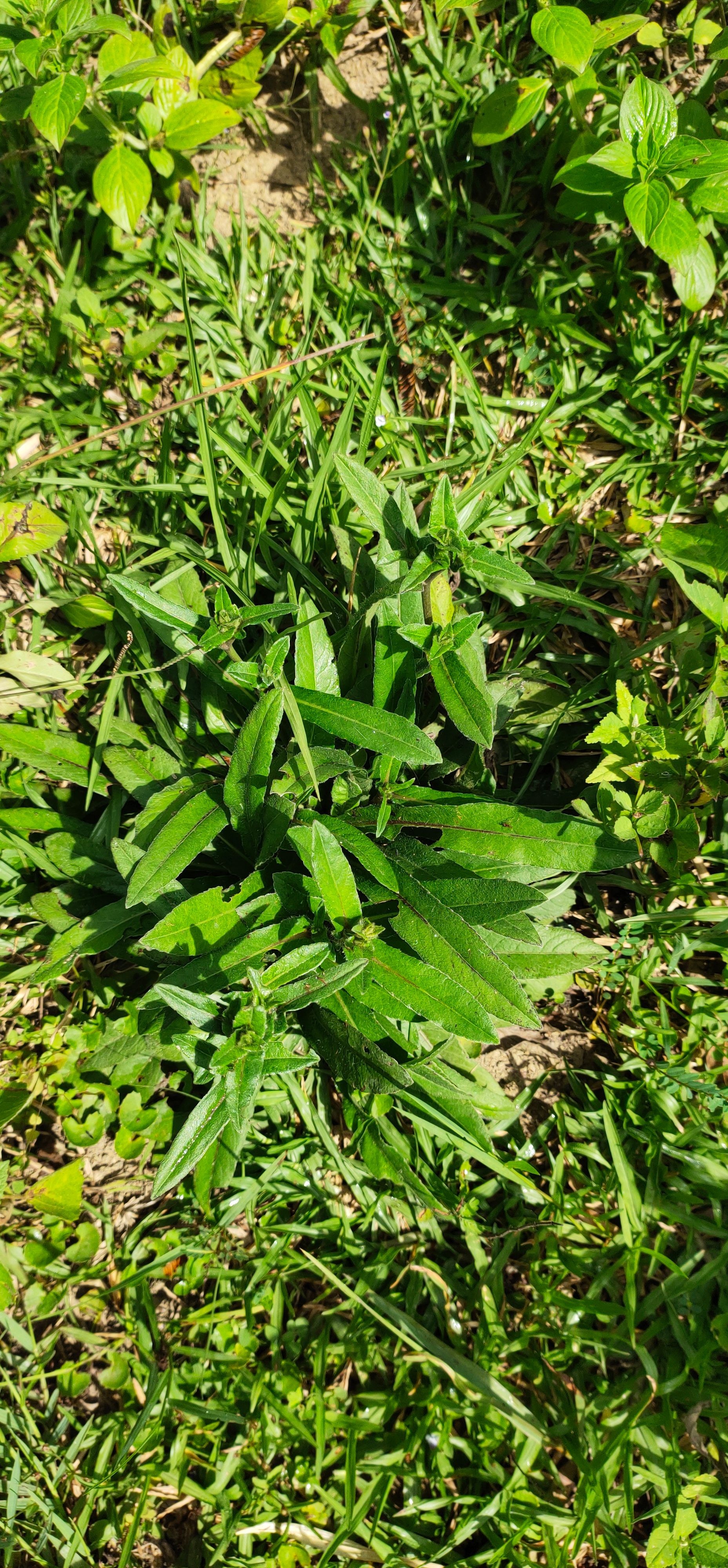 地胆草 广西生新鲜地胆头草药深山老林纯天然地胆草