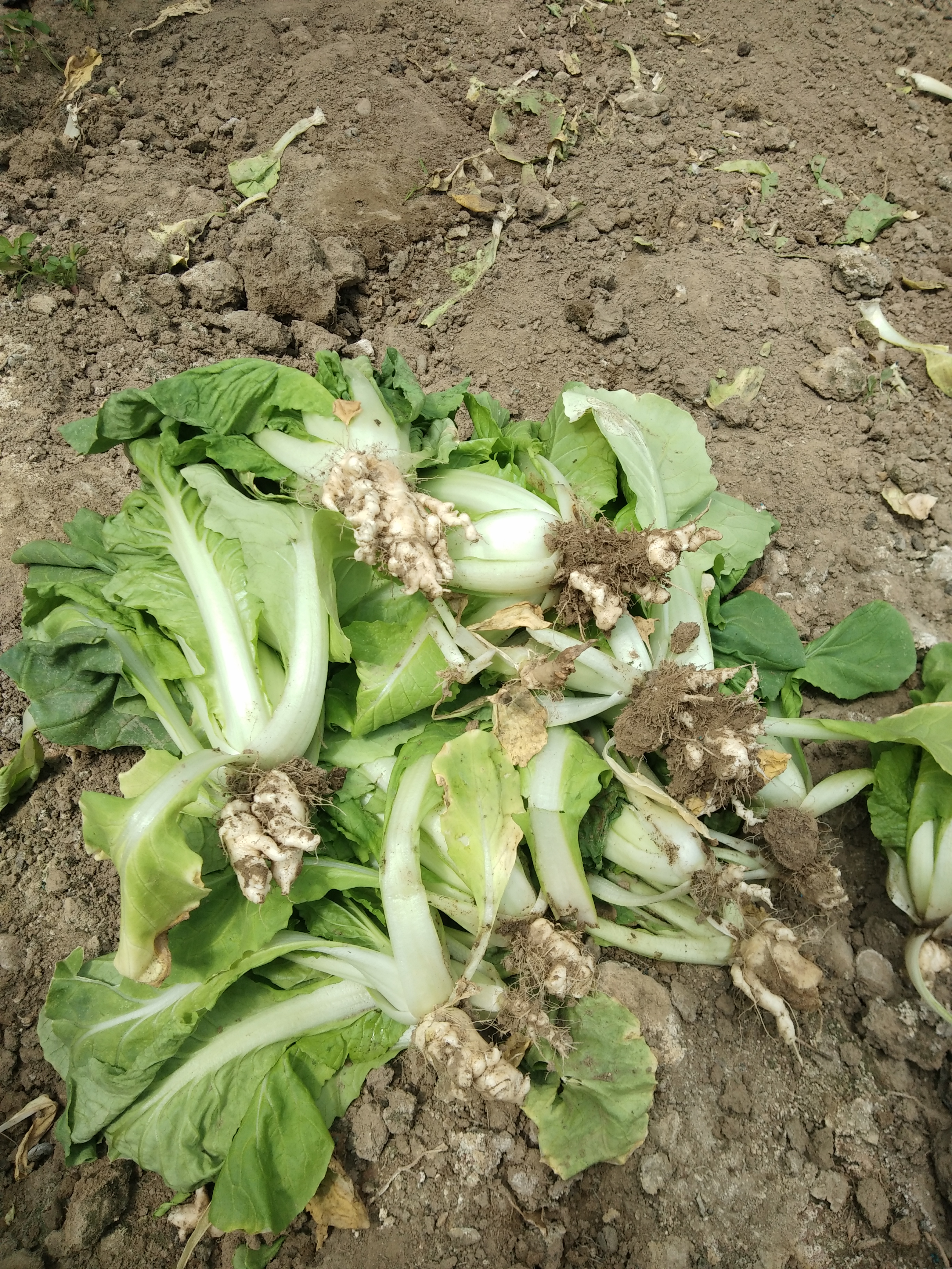 专家您好帮我看一下我这小白菜根肿怎么防治