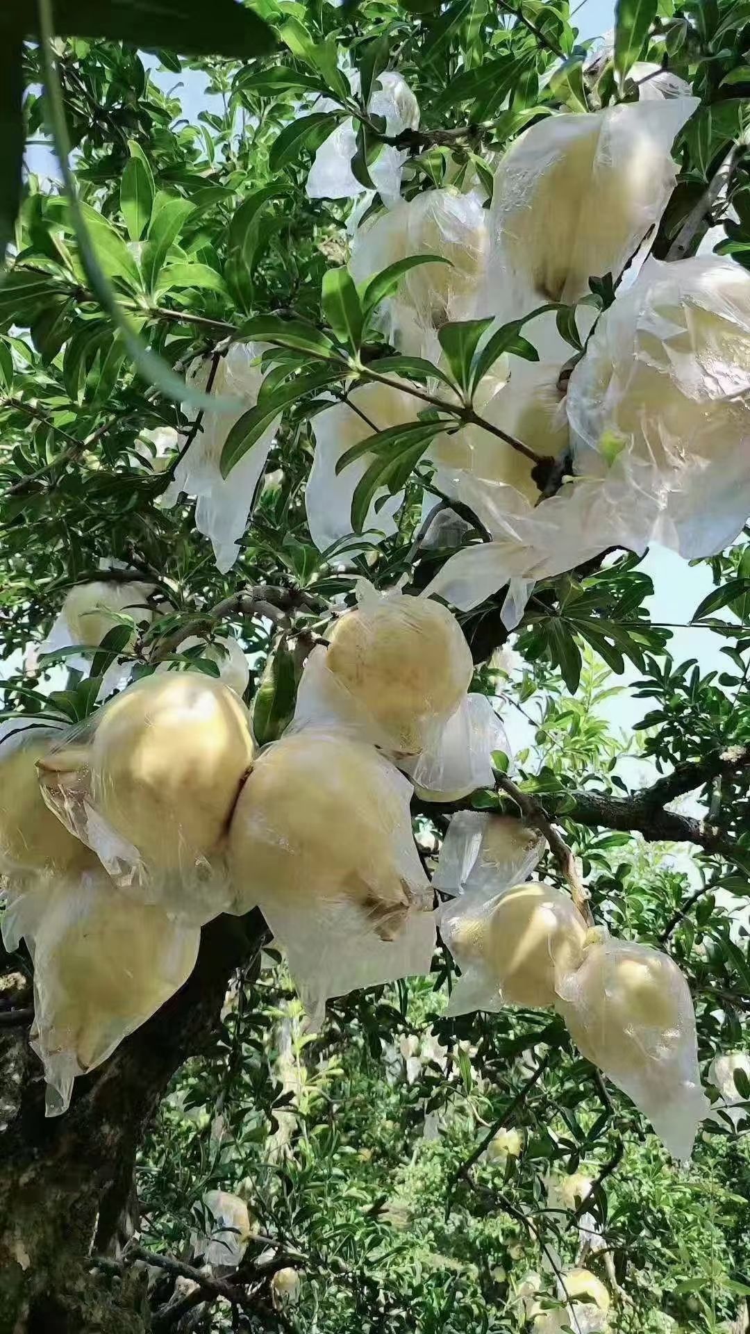 涂山脚下怀远白花玉石籽石榴