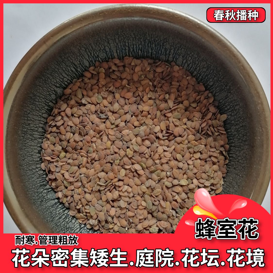 屈曲花种子