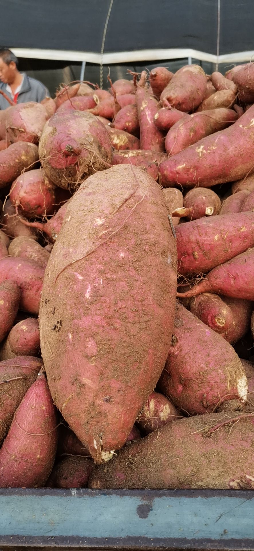 红薯济薯26地瓜