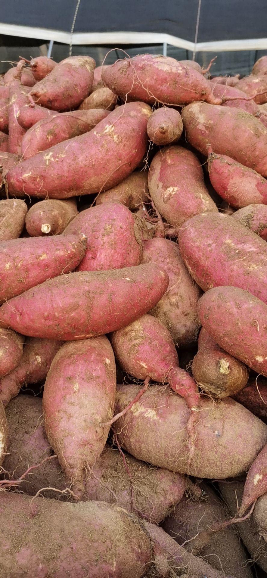 [济薯批发]红薯济薯26地瓜价格0.8元/斤 - 惠农网