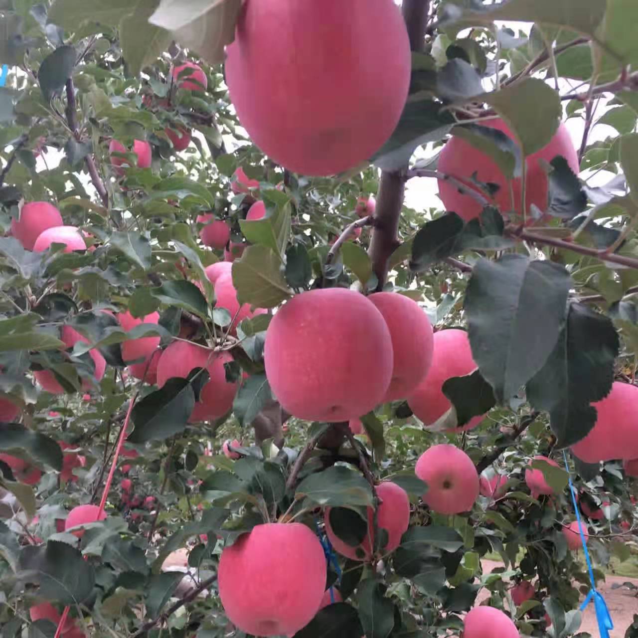 [红富士批发]红富士苹果 苹果之乡静宁仁大苹果价格100元/箱 惠农网