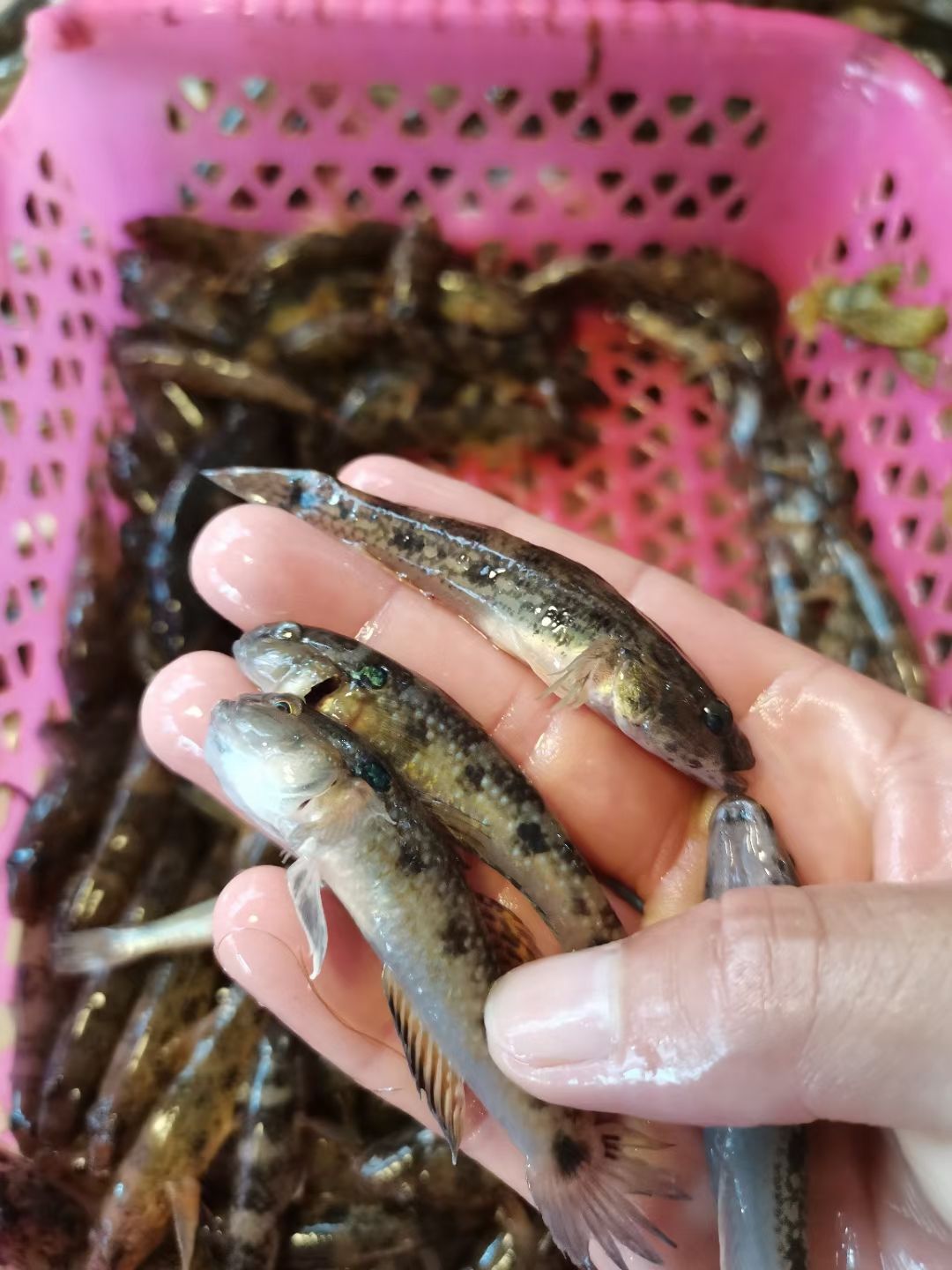 陈贵鹏