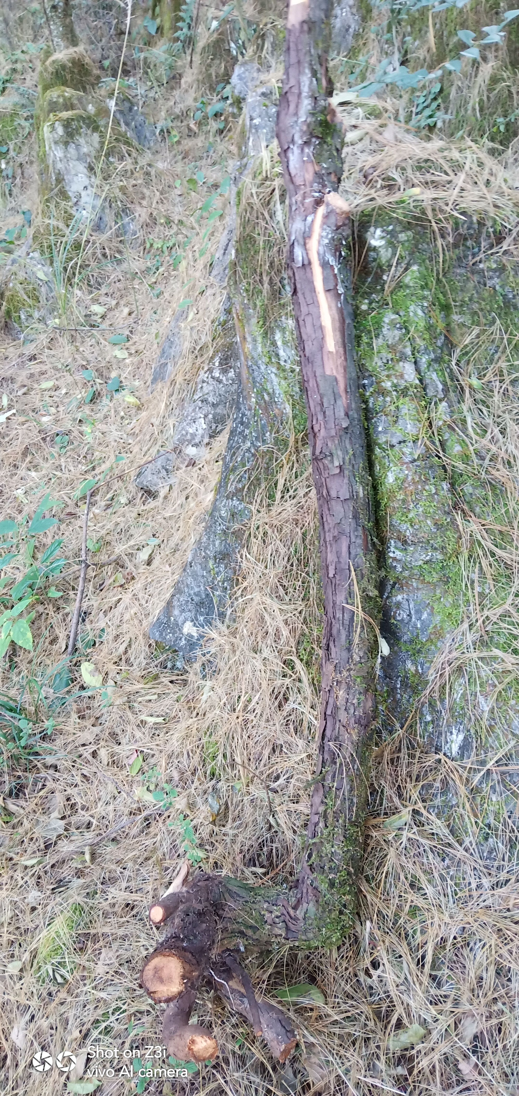 红山藤 红刺藤,山木香,倒钩刺