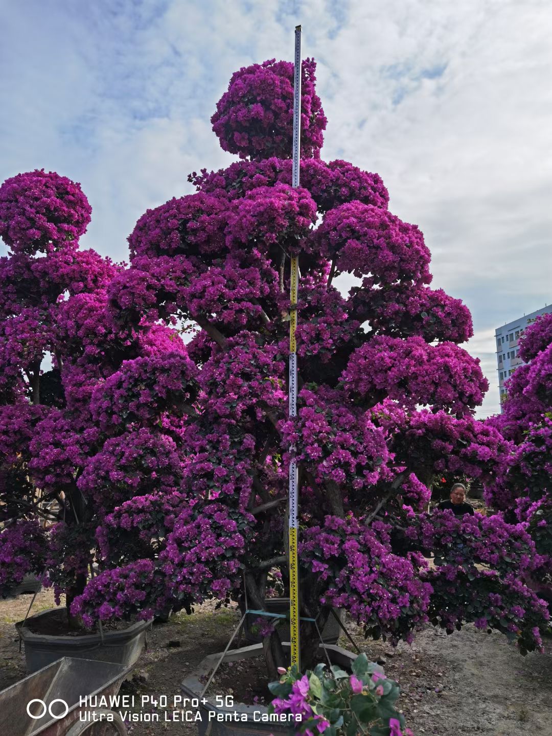 5米 大型紫色造型三角梅盆景 三角梅树桩 勒杜鹃