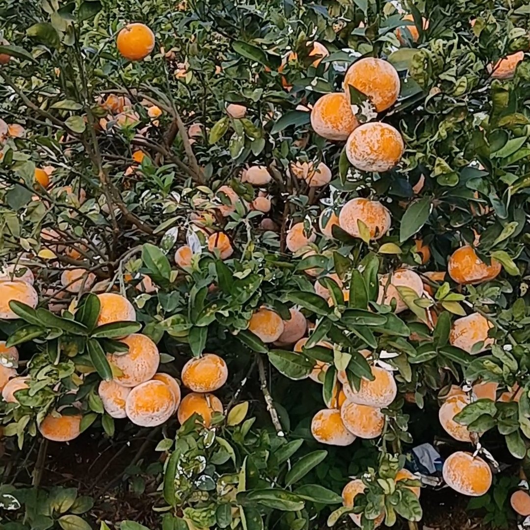 茂谷柑