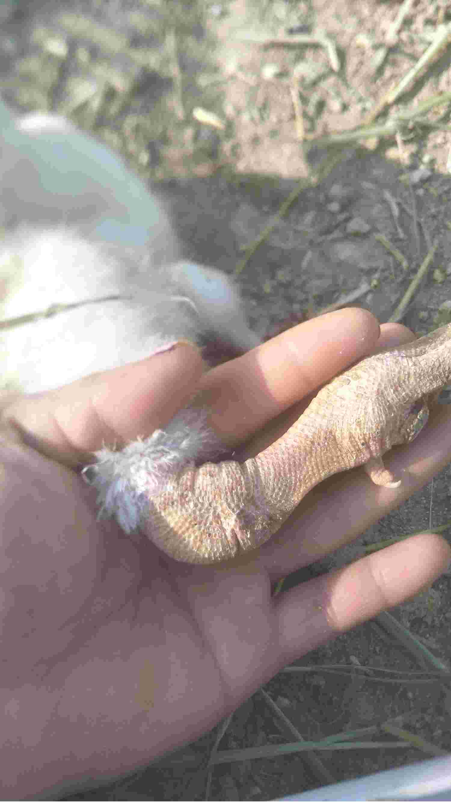 你好请问这种事怎么办45天的鹅脚肿关节肿脚有的肿的地方有干皮嘴上