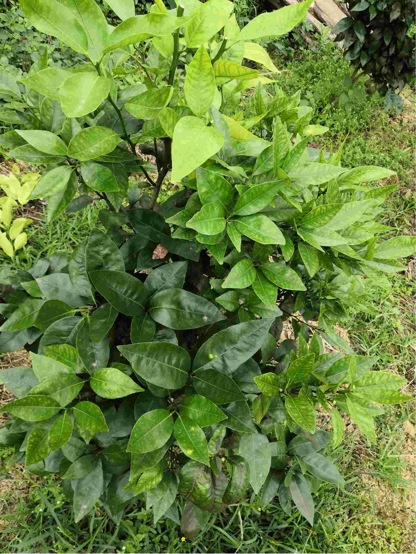 这棵树一边是好的,一边是黄的,黄的那边叶子又很细小