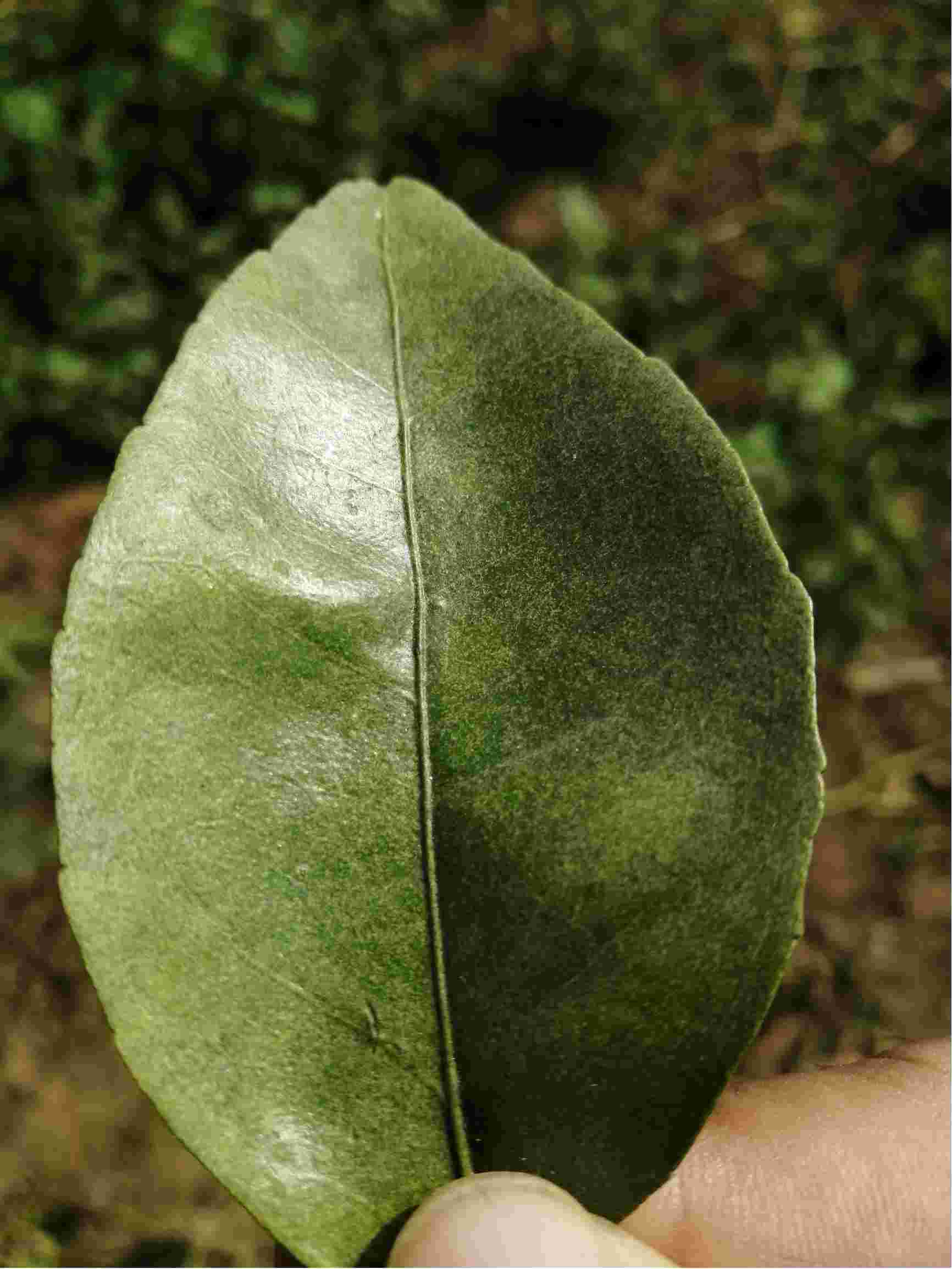李老师我种植沃柑已两年现在树叶长成这样是什么病