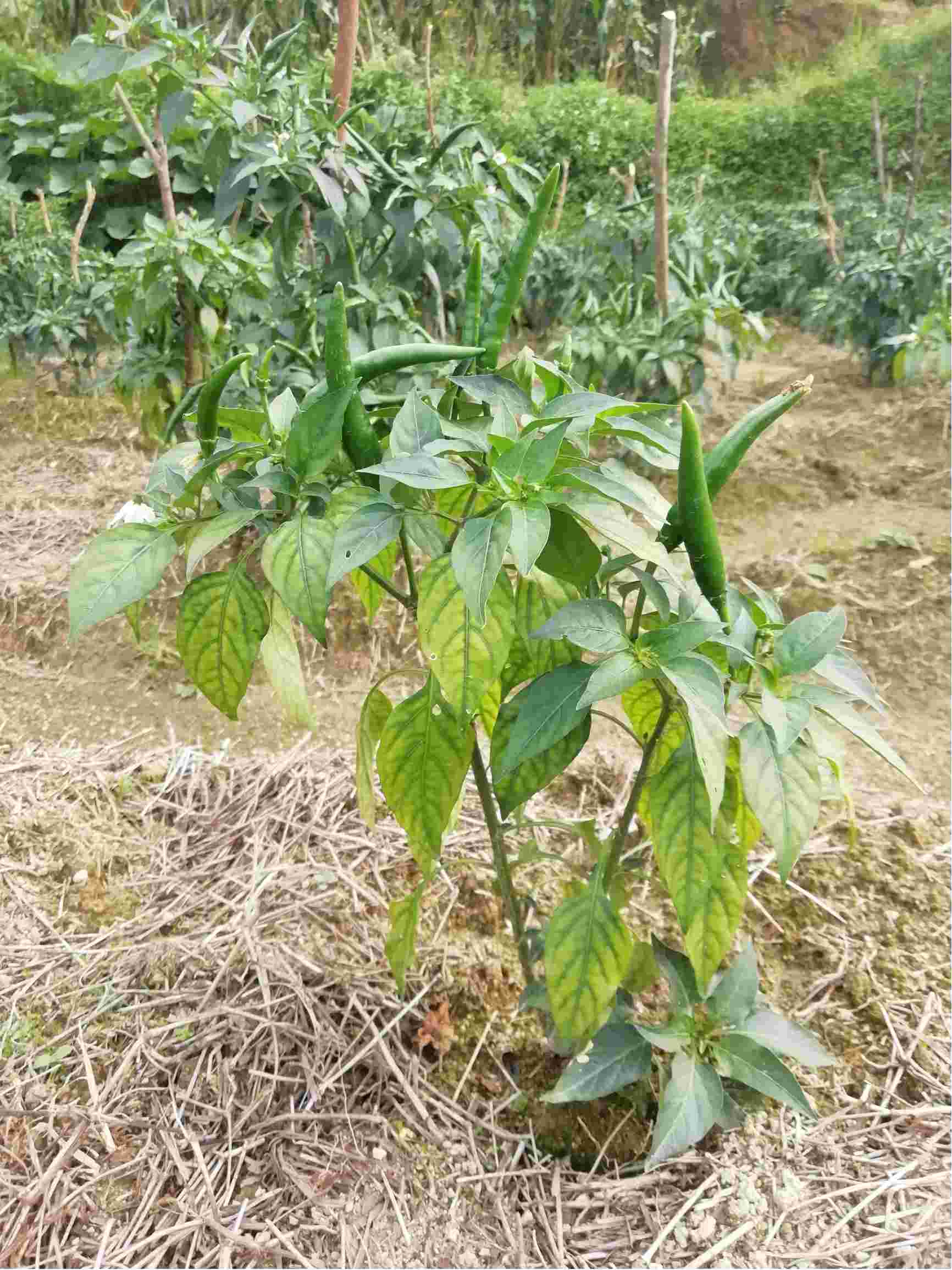 黄老师你好我想问一下辣椒发生这种情况是什么病呢要辣椒黄叶一般从