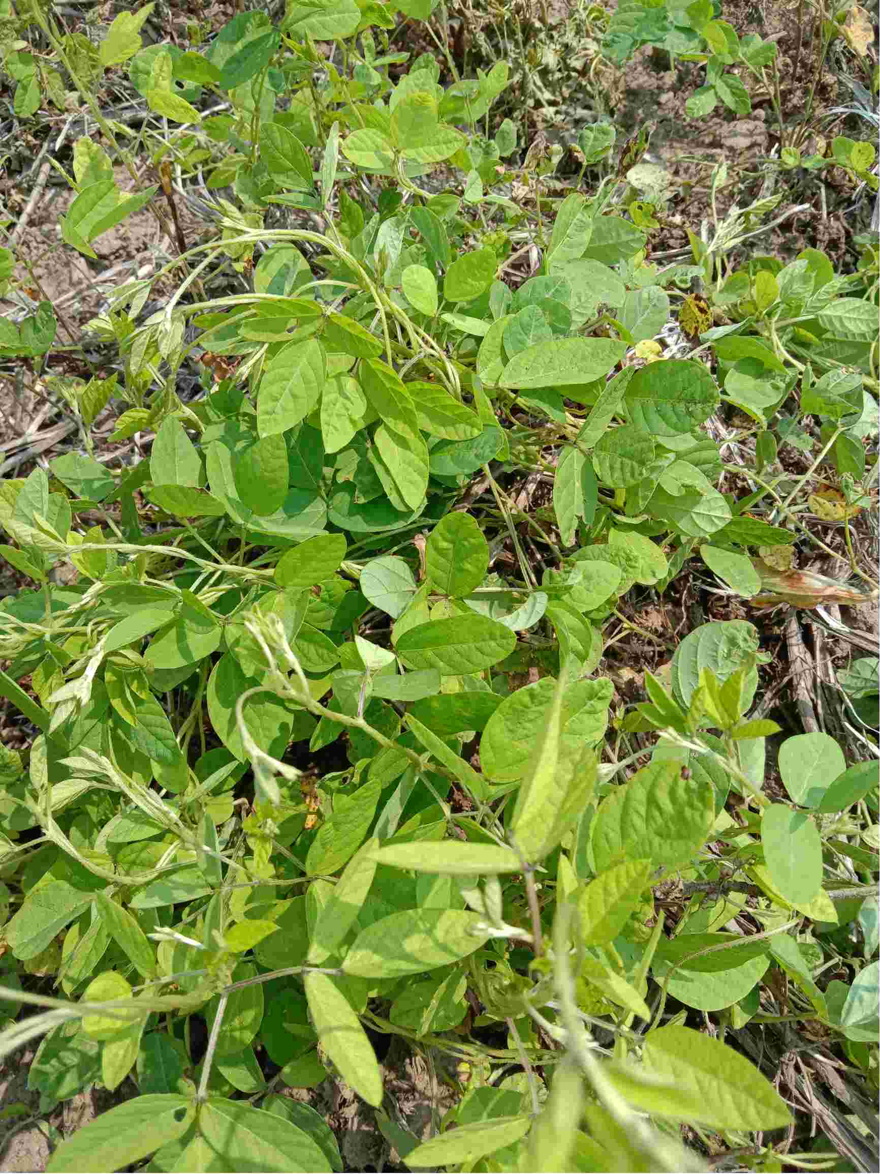 请问专家老师黄豆地的这种草得用什么除草剂能杀死