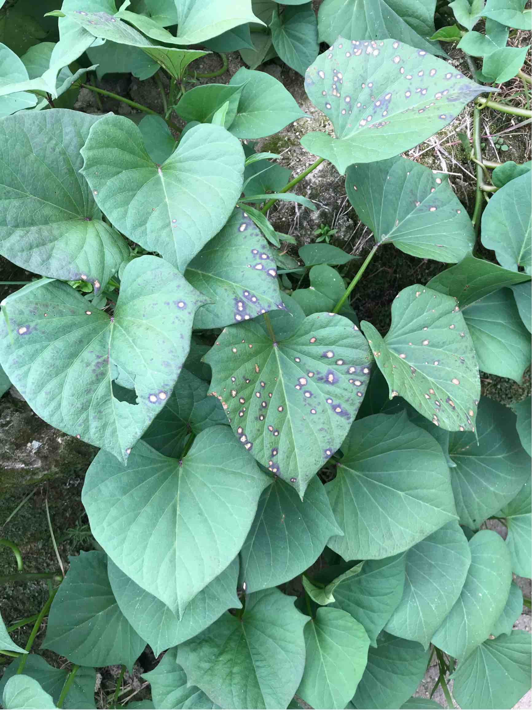 你好老师,帮我看看这红薯叶是什么病,还有发病前,叶一