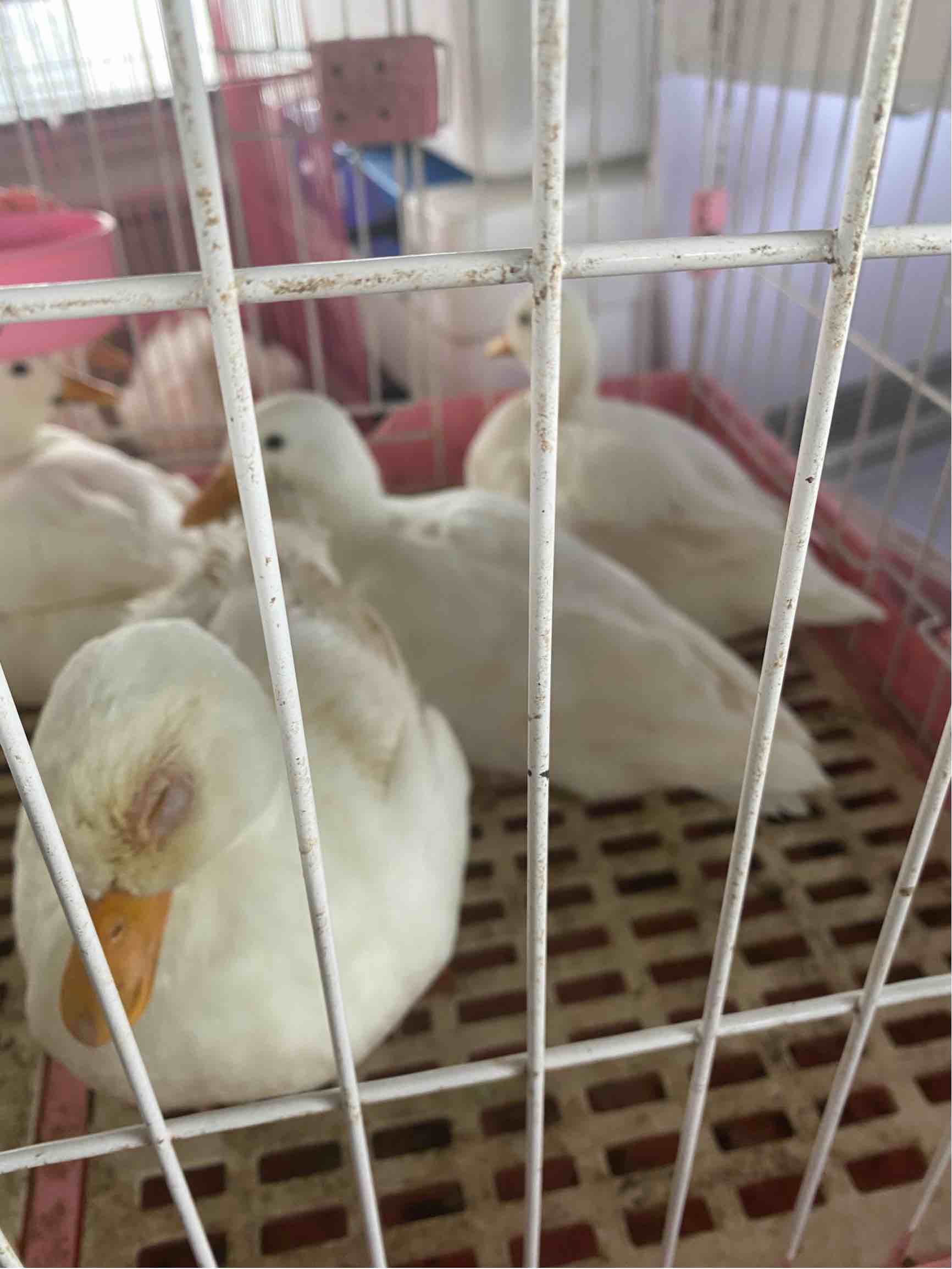 鸭子眼睛有问题看着眼睛特别大是蓝色希望帮忙看一下是什么问题