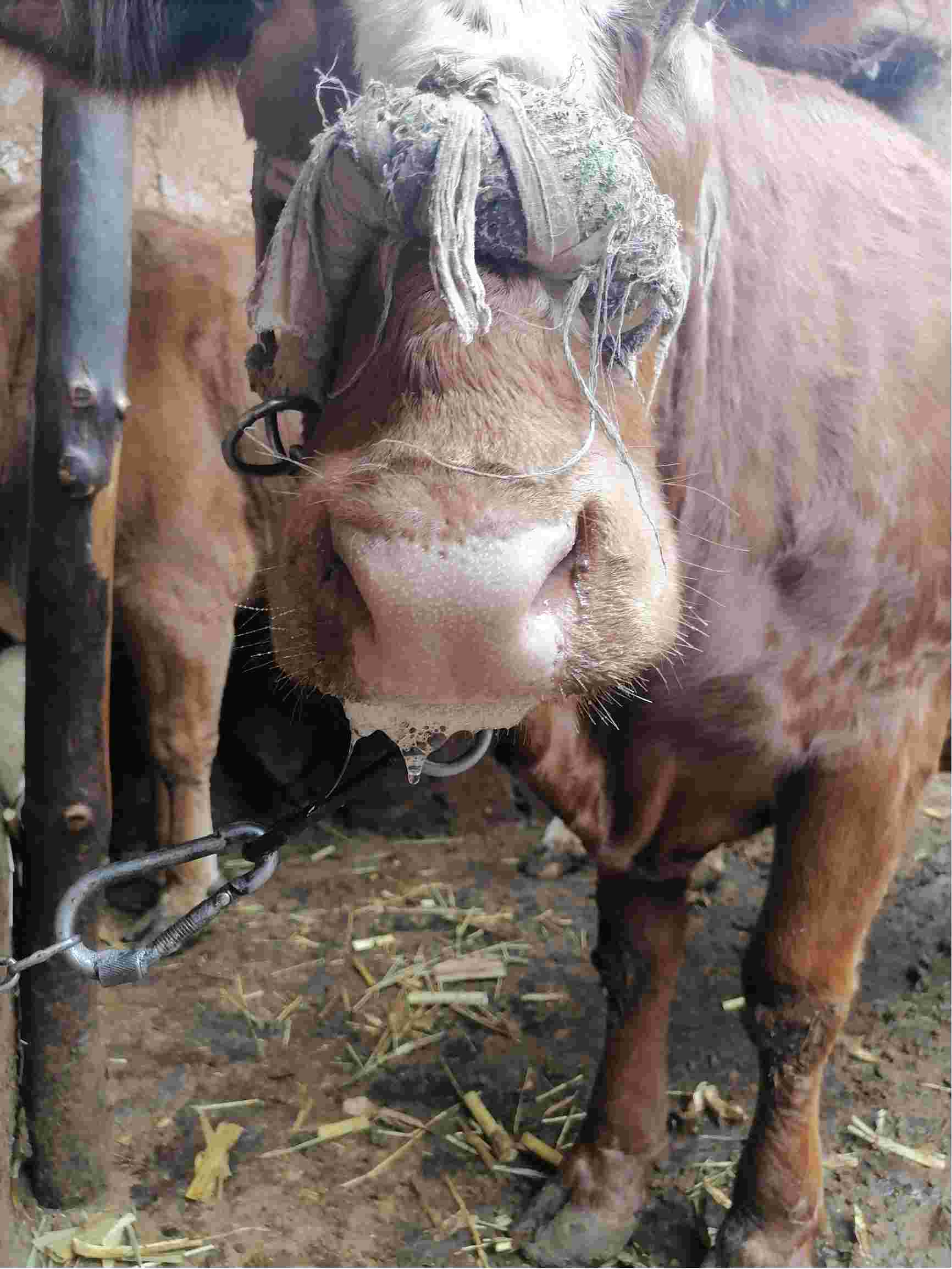 牛突然不吃草淌清口水和清鼻涕