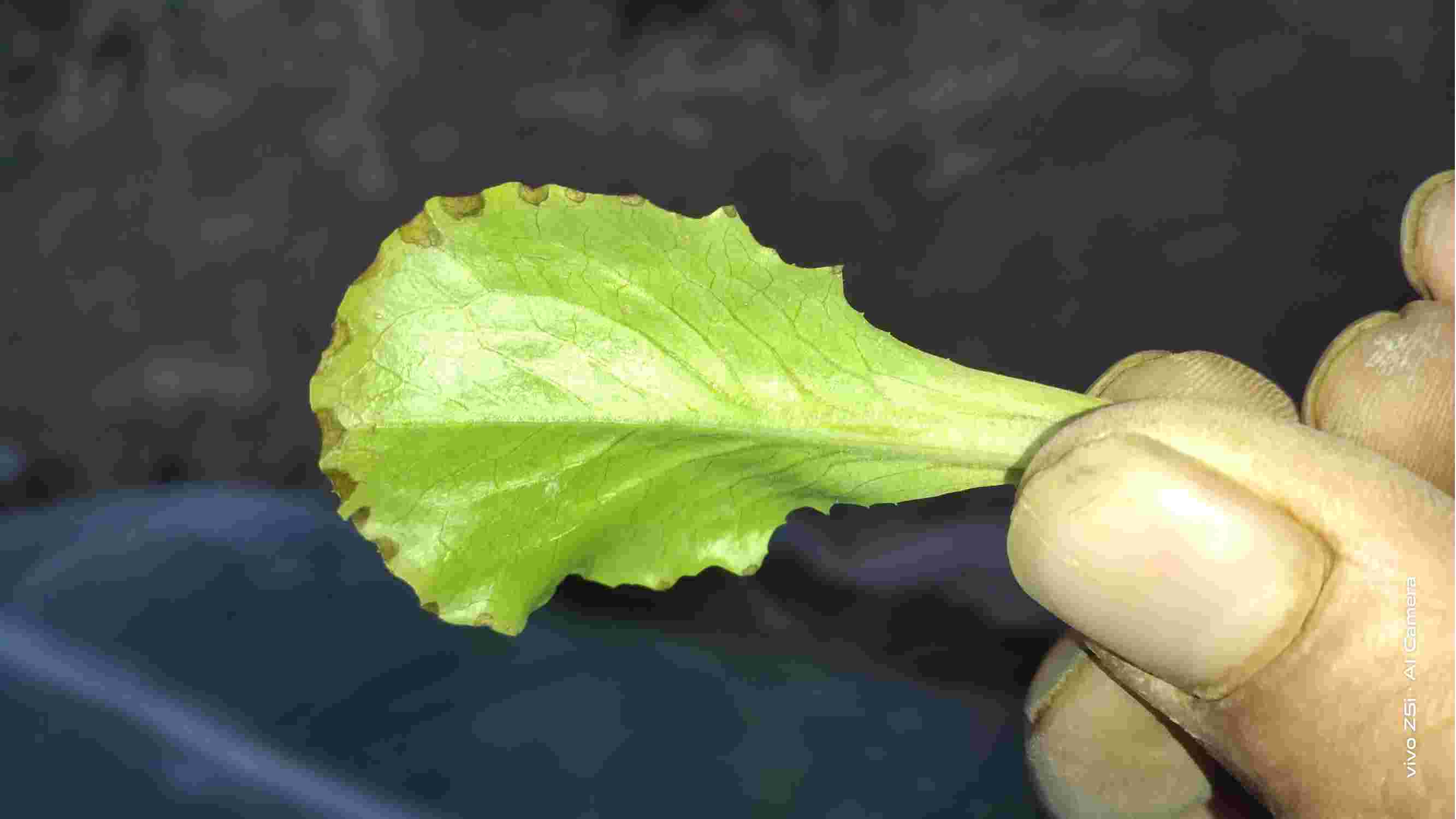 春利意大利生菜是病害还是药害