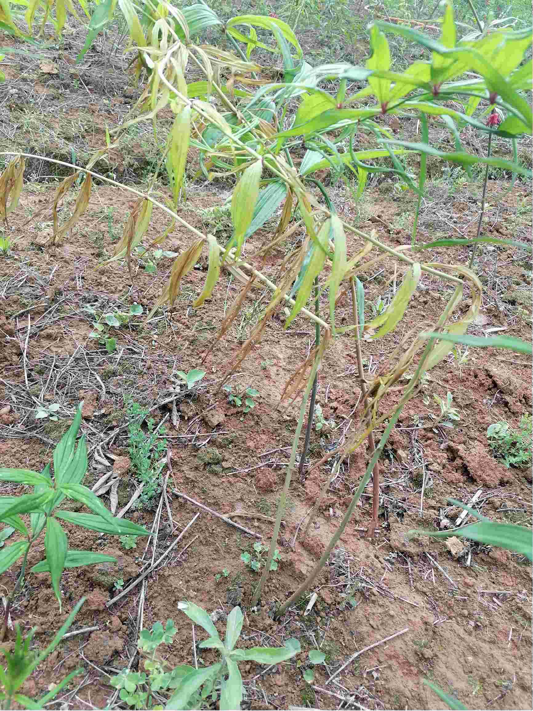 老师你好近黄精普遍出现这根腐病用药不见好求指导下