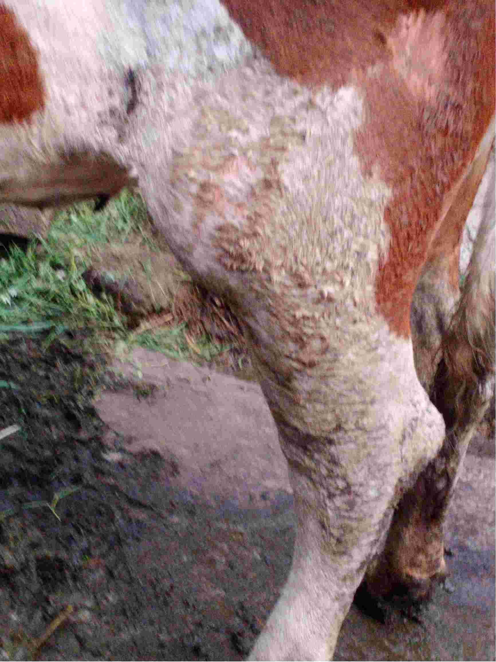 我家的母牛后腿水肿严重,都不能正常走路,但能吃一点草.