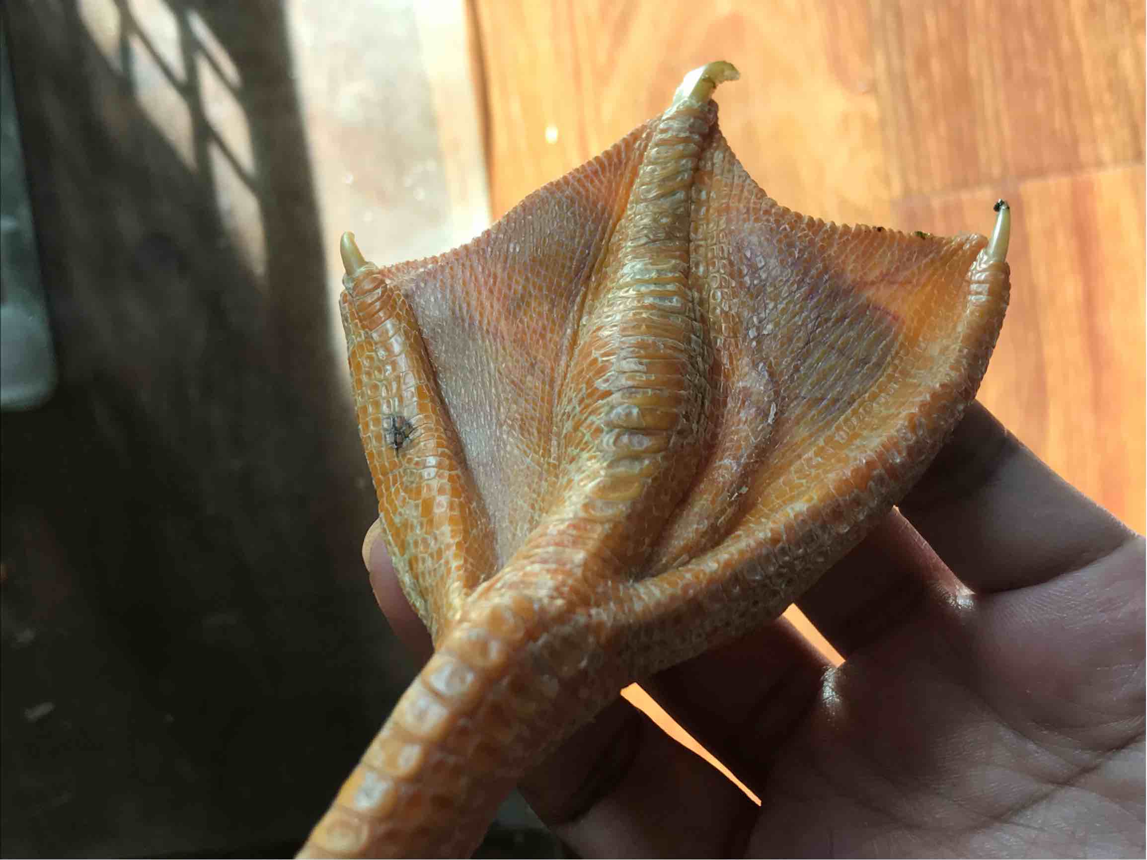 鸭子脚掌关节肿胀发热食欲不振有点流鼻涕嗓子感觉有东西可以用卡巴和