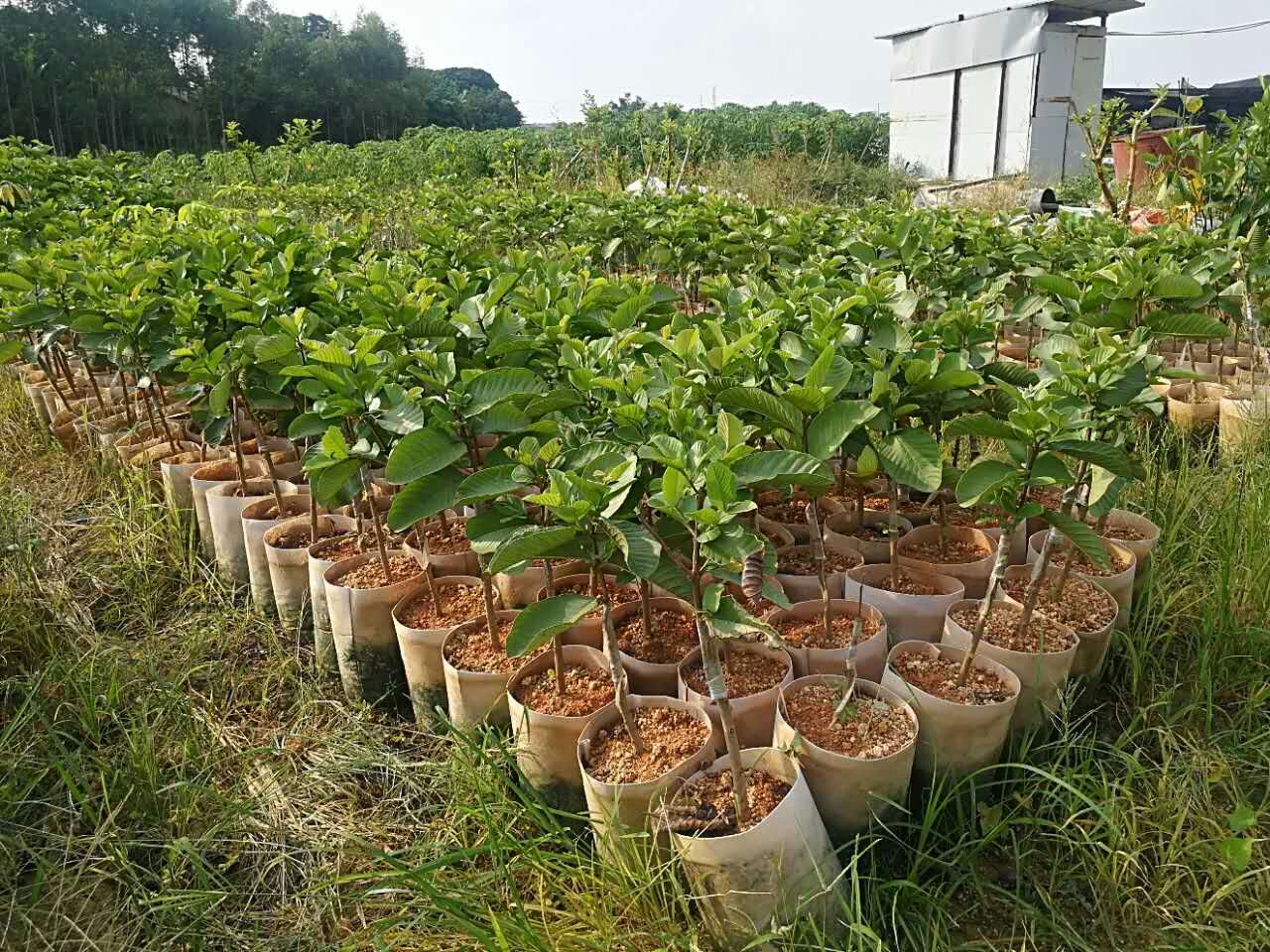台湾番石榴苗 以诚为本!自产自销!质量保证!