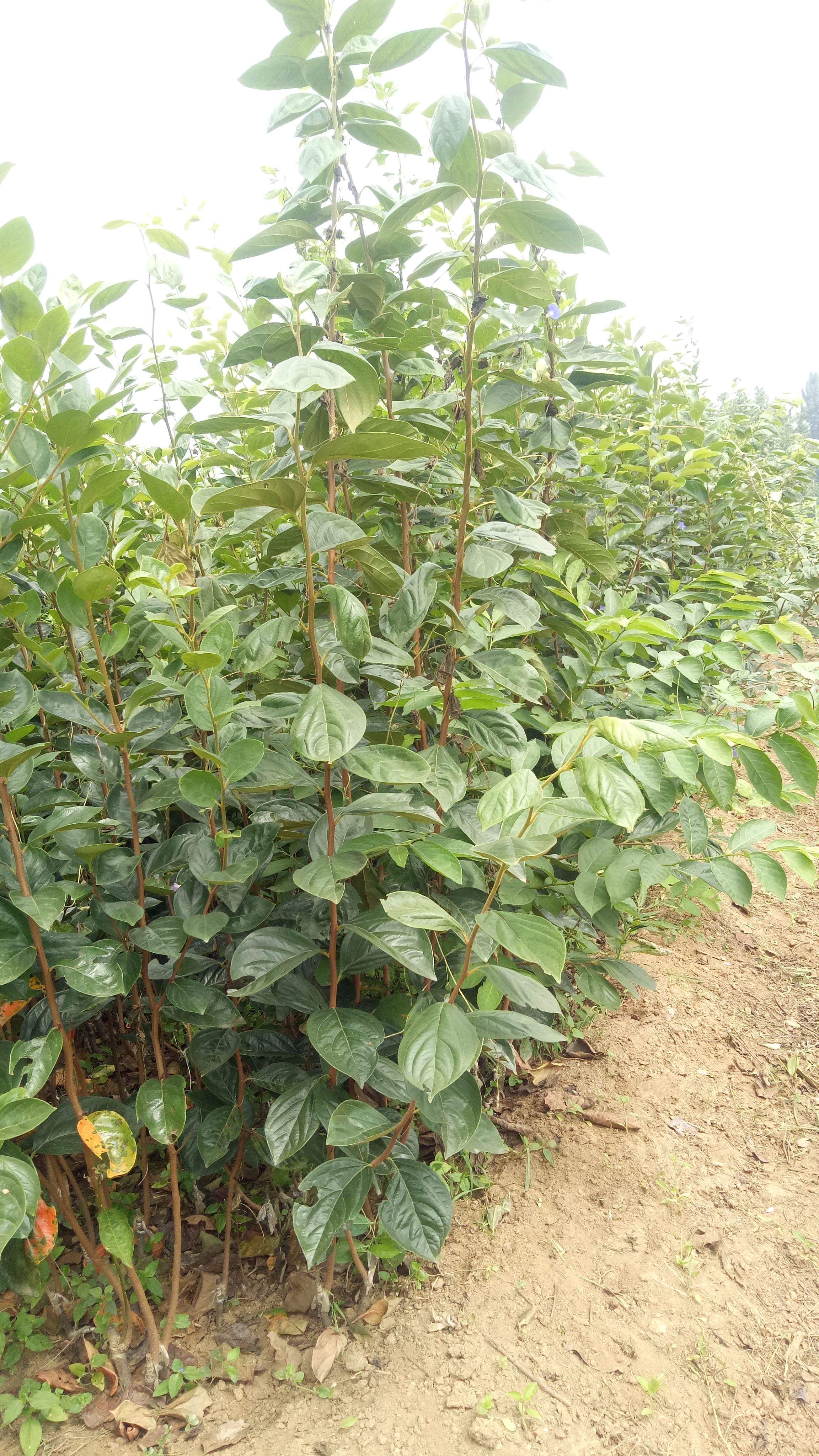黑枣树 