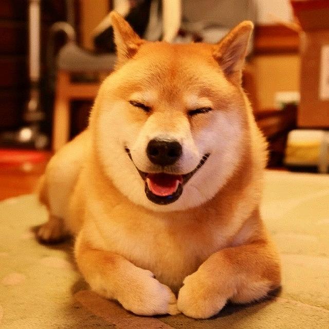 网红柴犬,净脸3000黑脸2500,血统纯正,喜欢请联系.