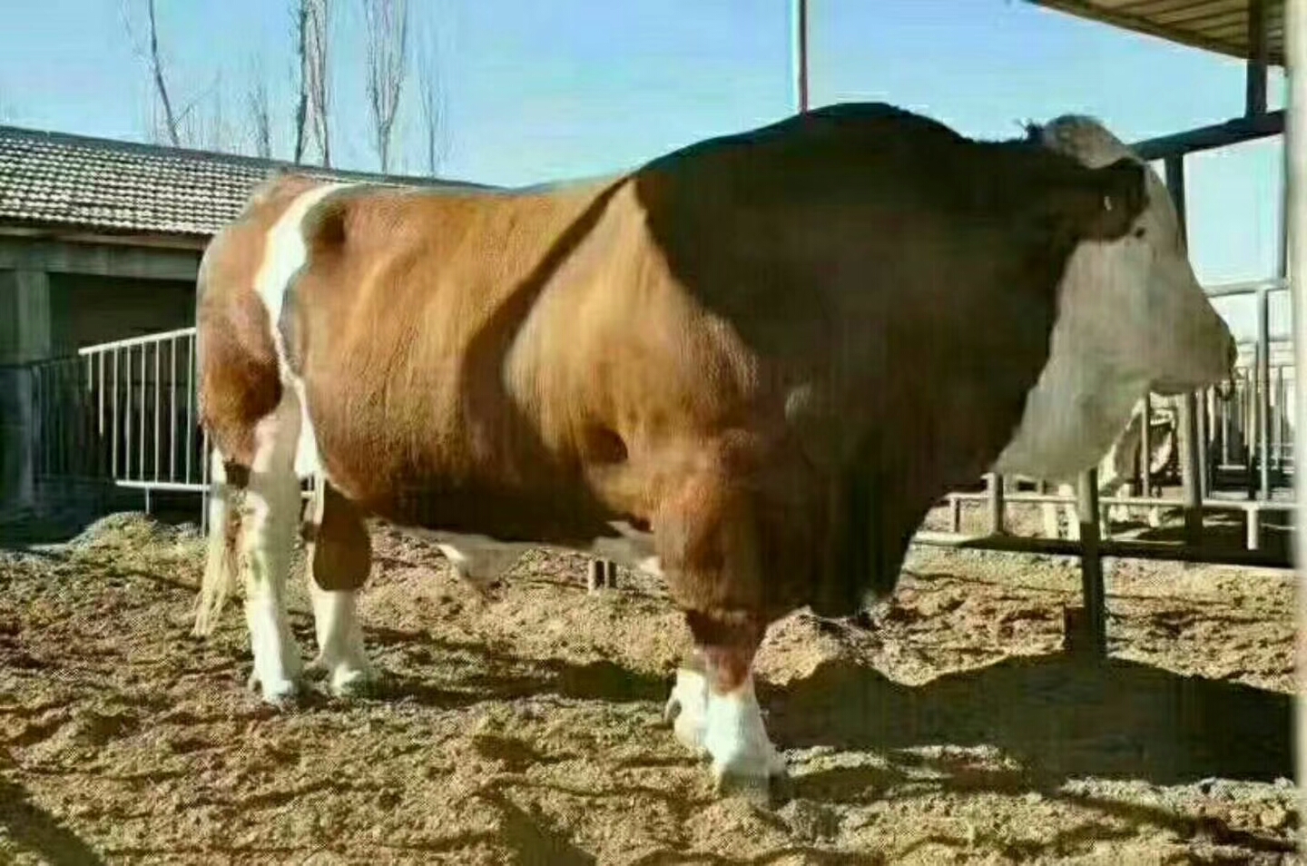 西门塔尔牛 200斤以下 母牛