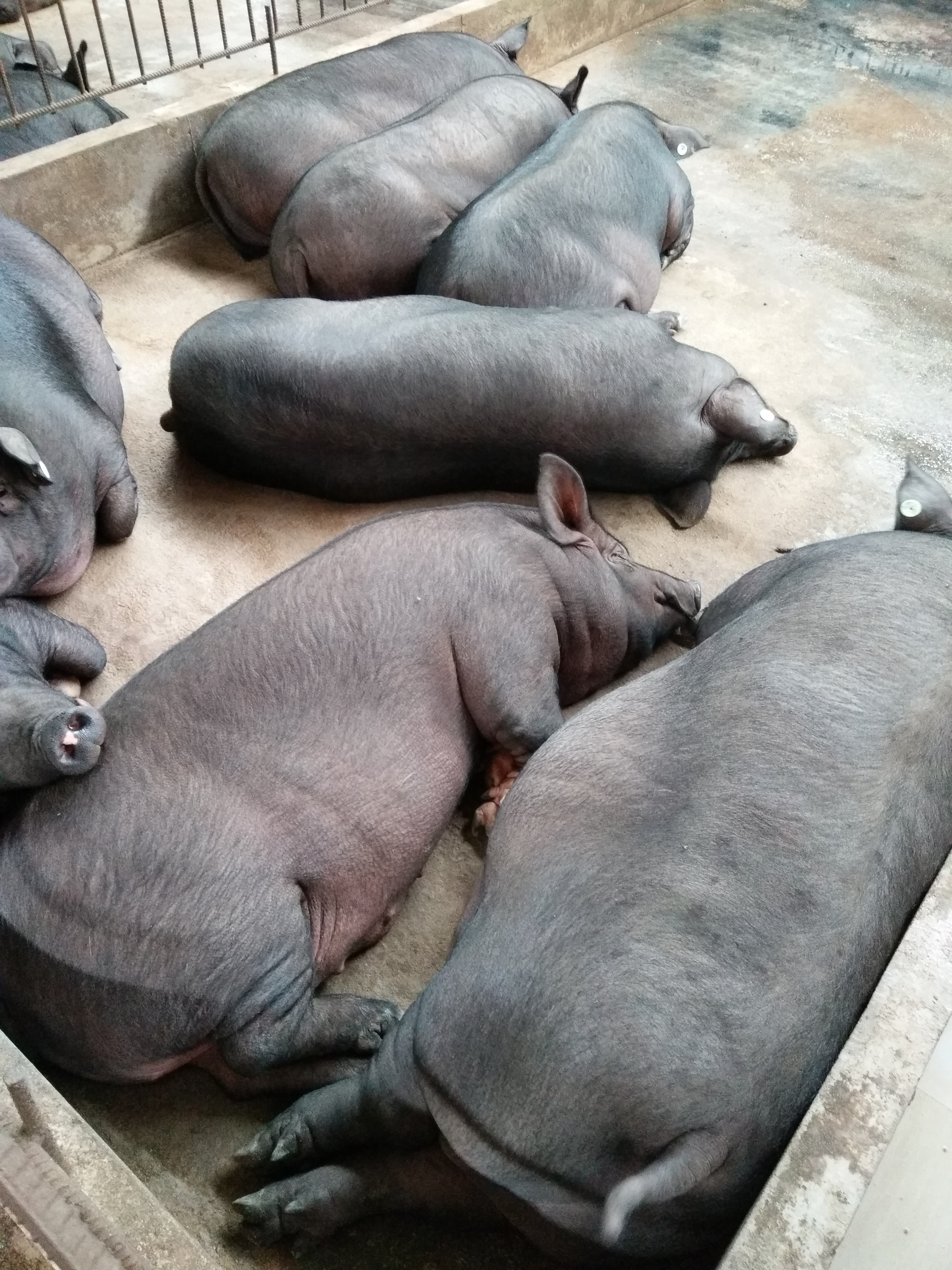 黑土猪 200-300斤
