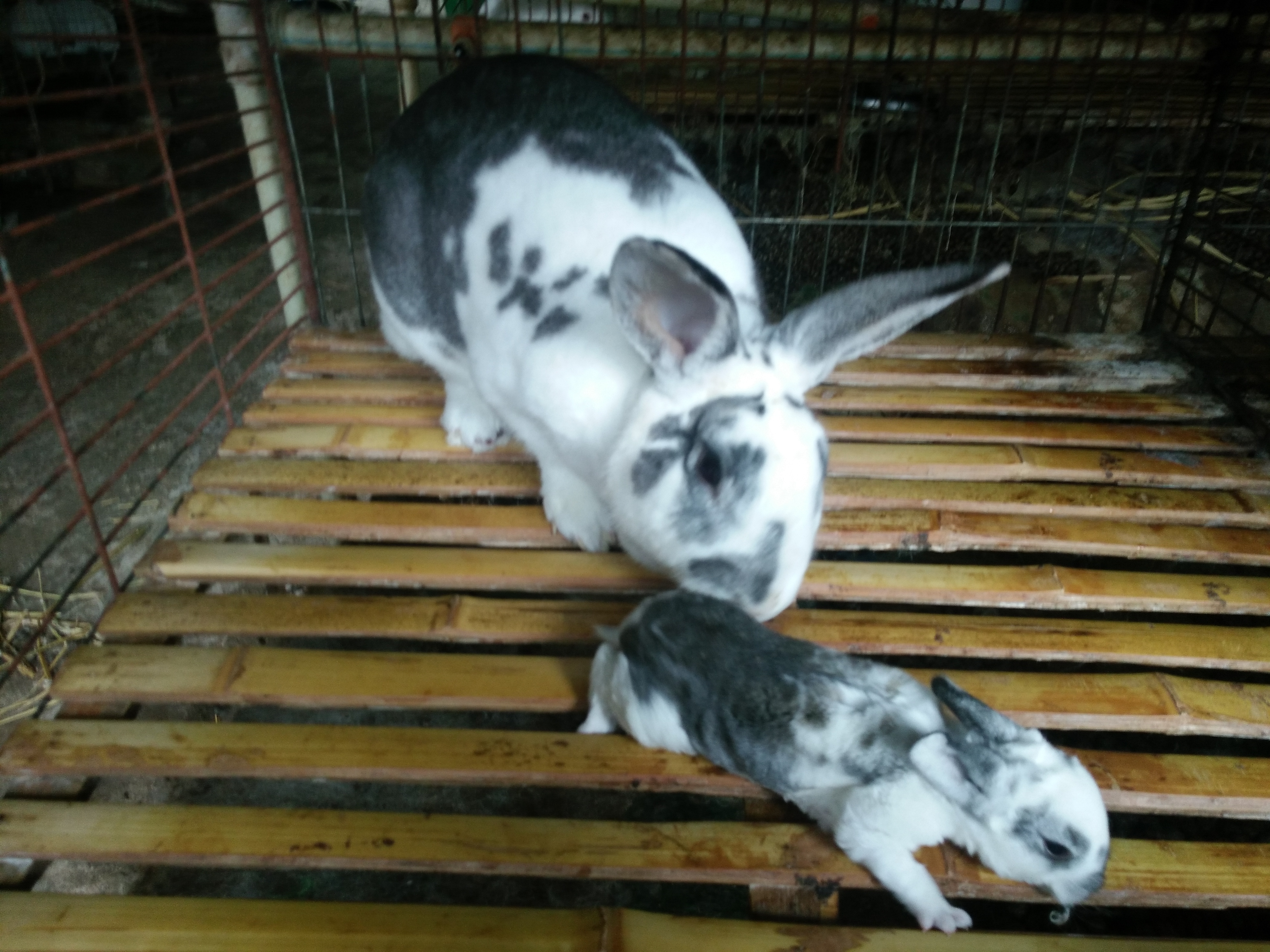 彩獭兔种35斤