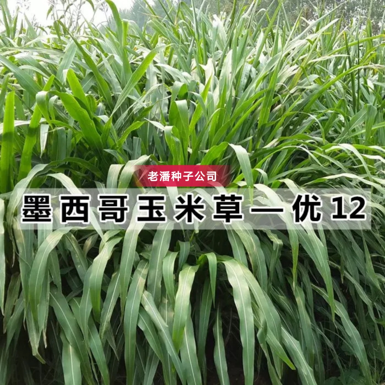 墨西哥玉米草种子 墨西哥玉米种子,国产断货.