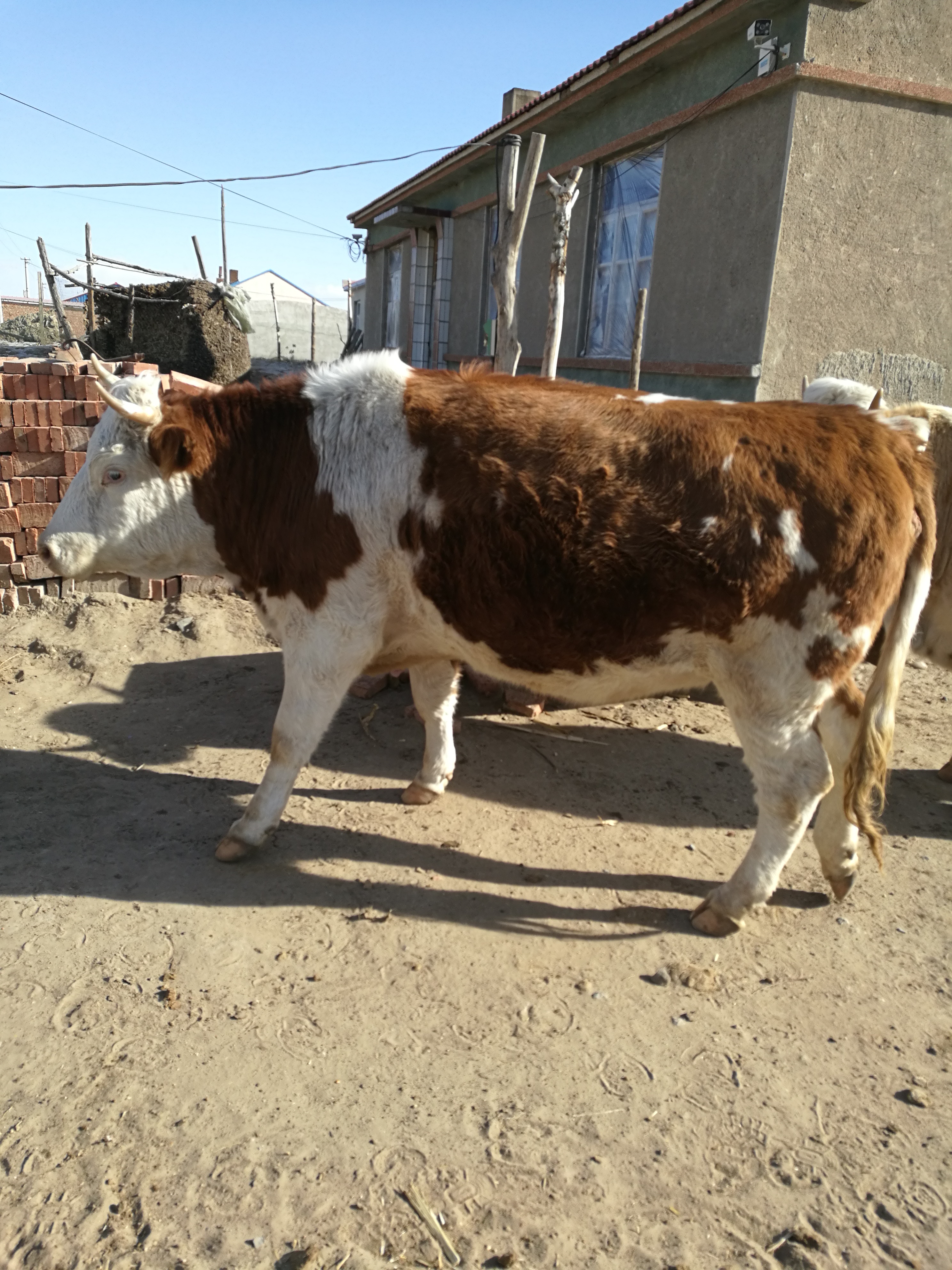 西门塔尔牛 1000斤以上 母牛