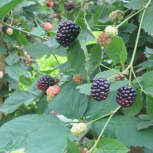 黑莓树苗,黑莓苗,黑树莓苗,1-5年树苗0.5-2公分