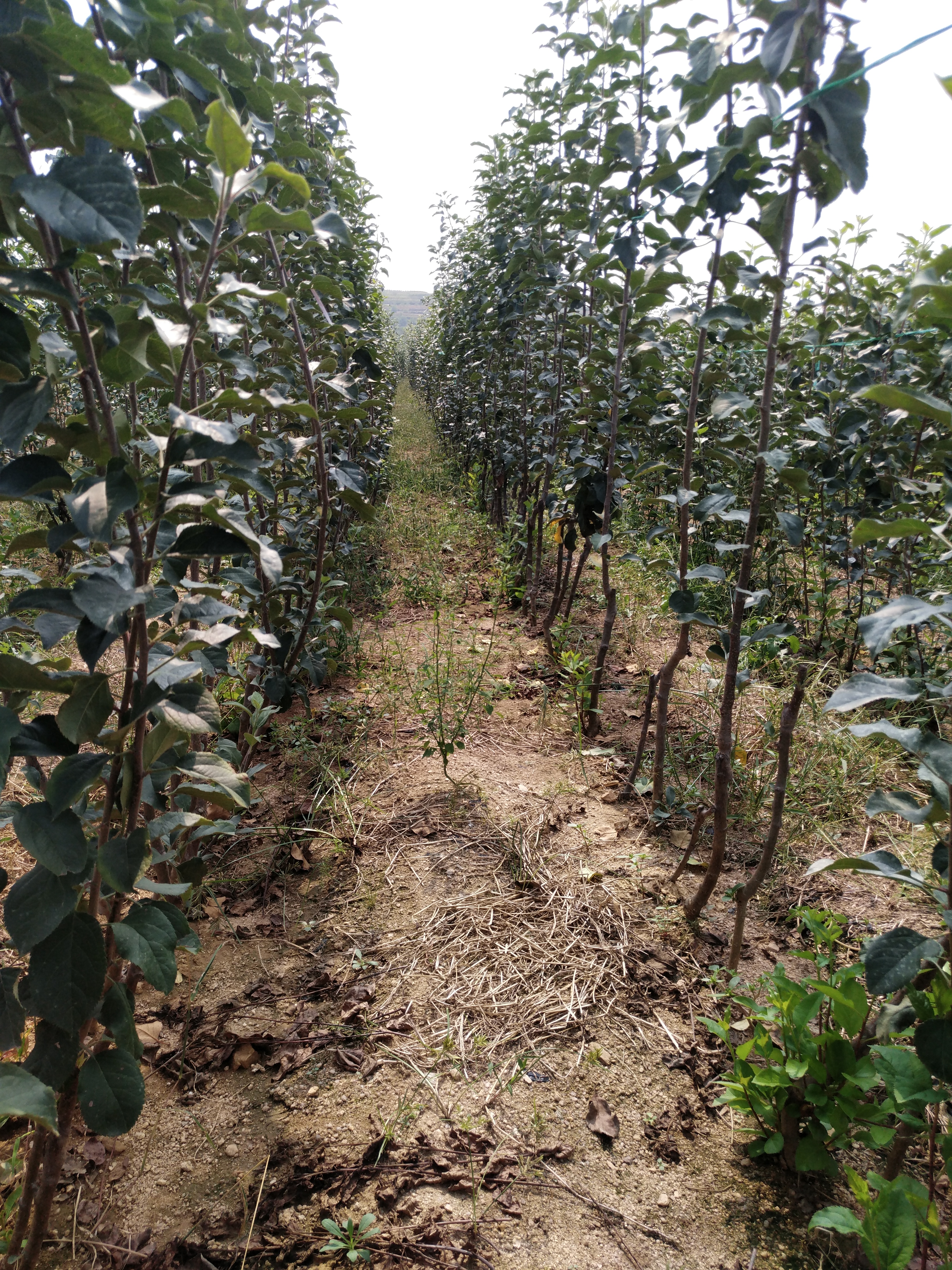 m26矮化砧苹果苗 1~1.5米